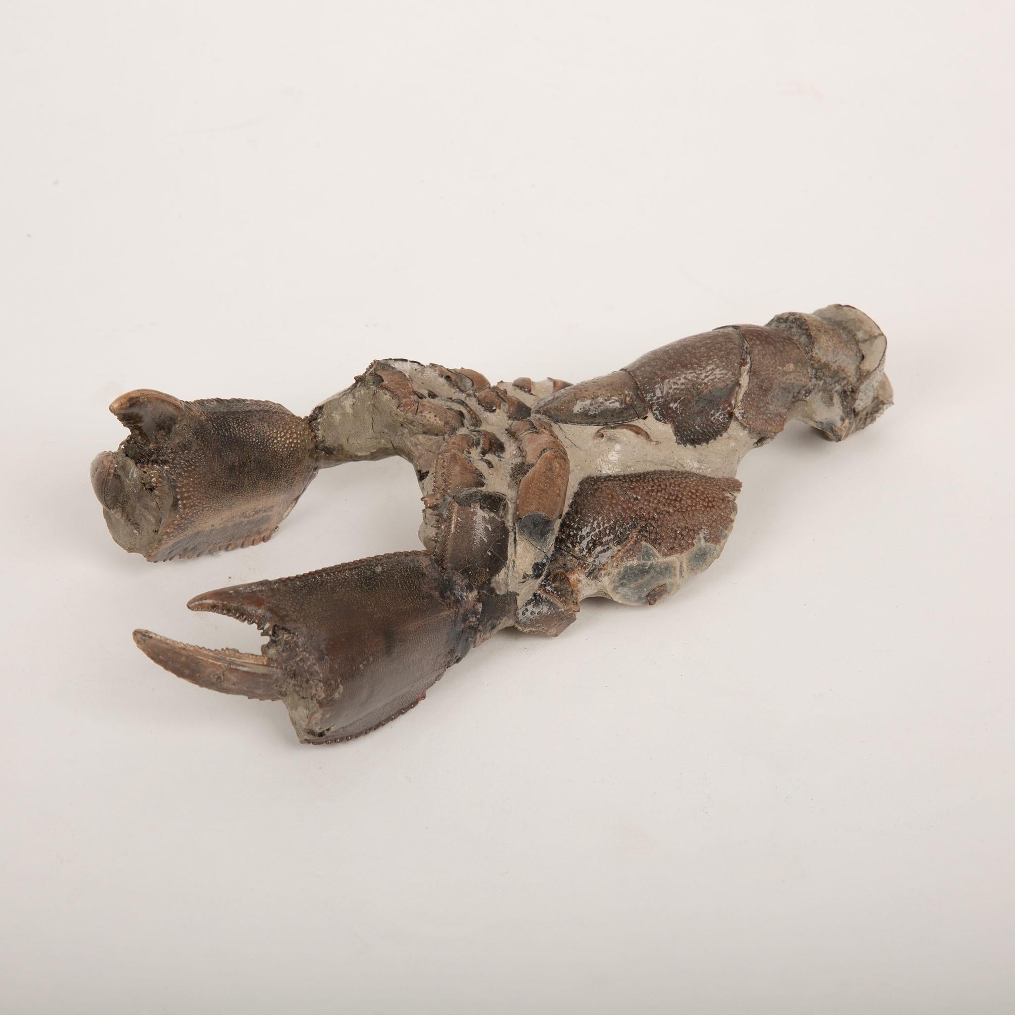 Crostaceo fossilizzato simile a un'aragosta, probabilmente risalente al Cretaceo, che conserva notevoli dettagli anatomici tra cui le chele, il carapace segmentato e l'esoscheletro strutturato. L'esemplare presenta chelae ben definite con bordi