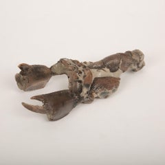 Fossilized Lobster-Like Crustacean with Complete Claws- Fossil