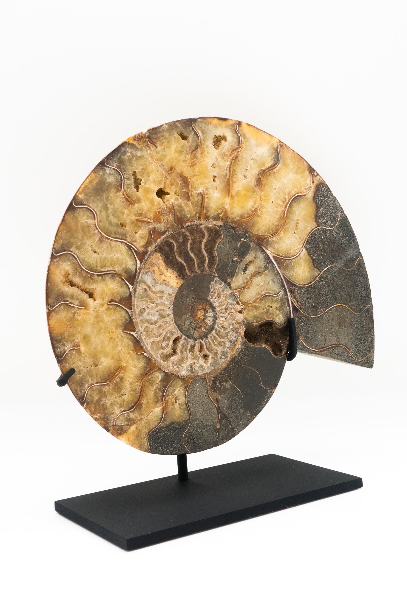 Fossilized ammonite slice mounted on a black metal base. 

Ammonoids are an extinct group of marine mollusk animals closely related to octopuses, squid, and cuttlefish. The name 