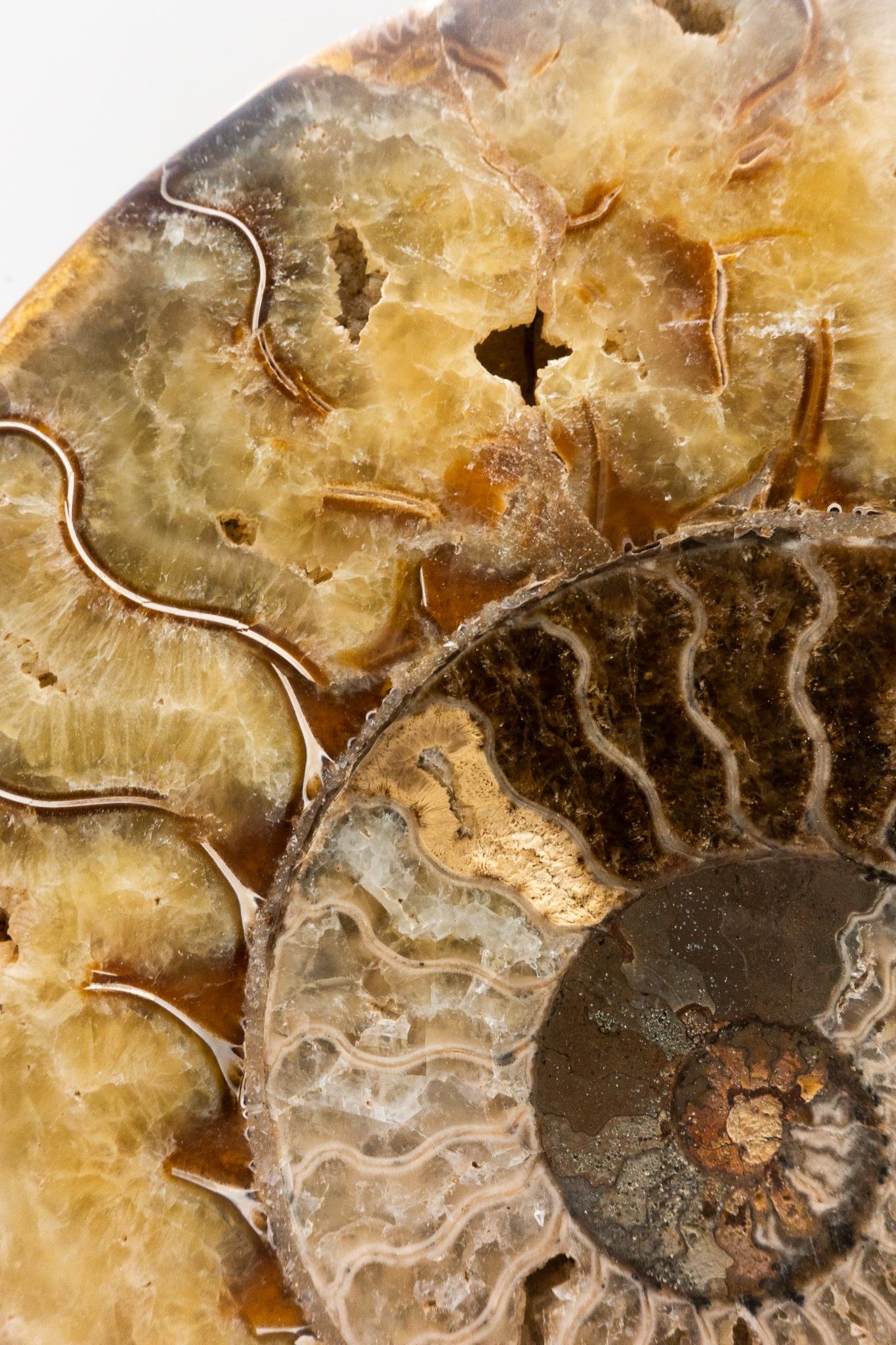 Victorian Fossilized Mounted Ammonite Slice on Custom Black Metal Base