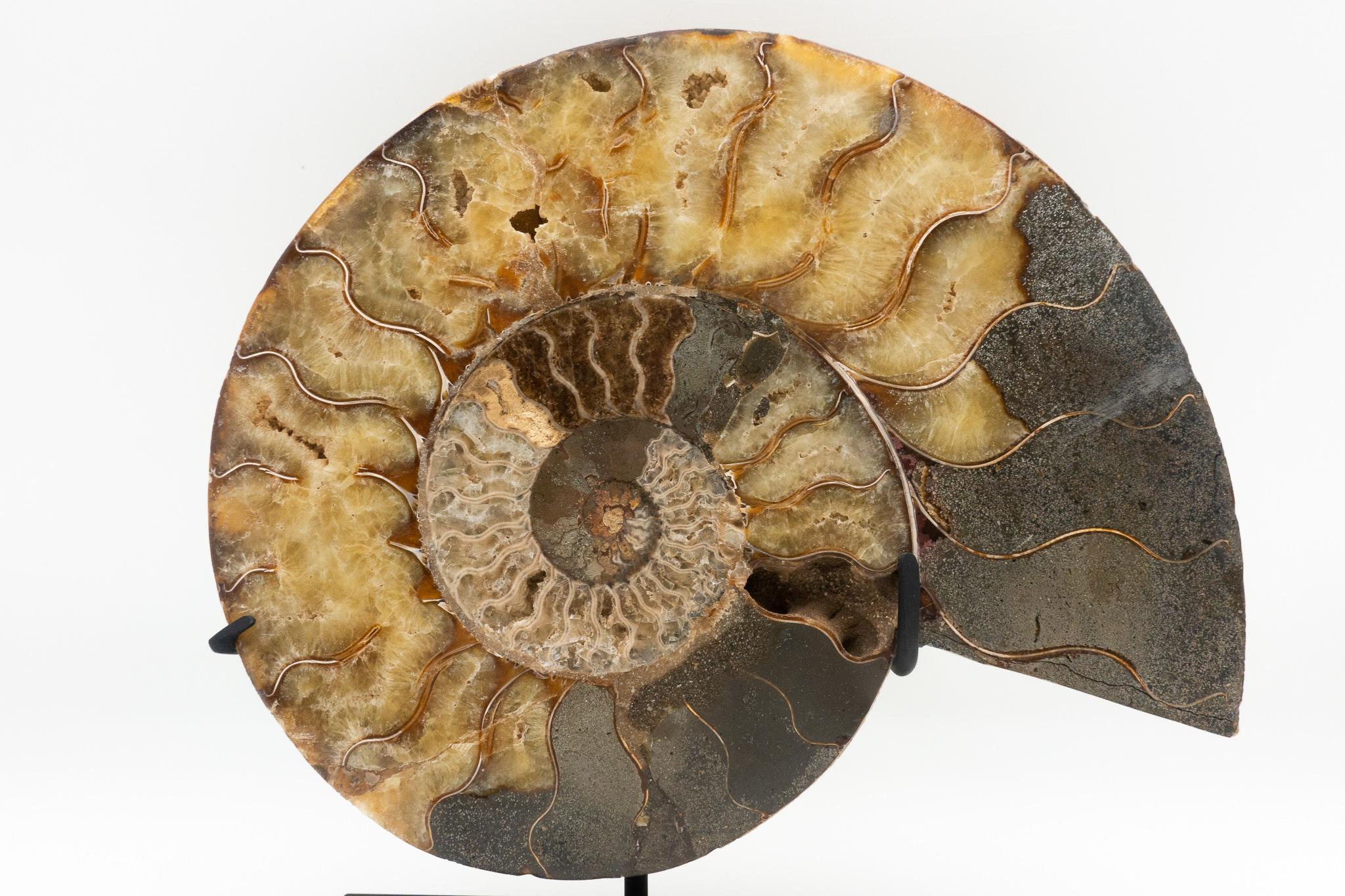 Fossilized Mounted Ammonite Slice on Custom Black Metal Base In Excellent Condition In New York, NY