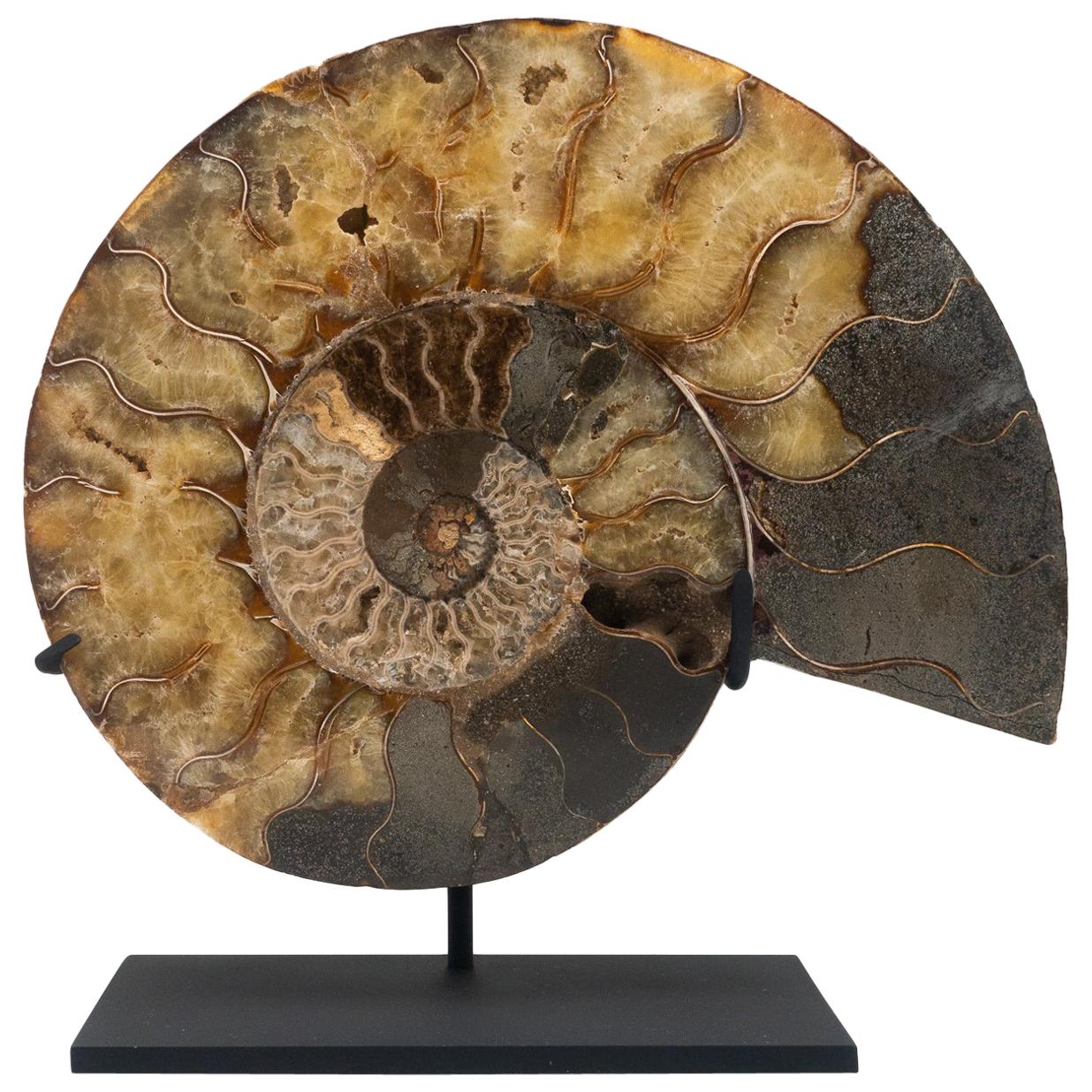 Fossilized Mounted Ammonite Slice on Custom Black Metal Base