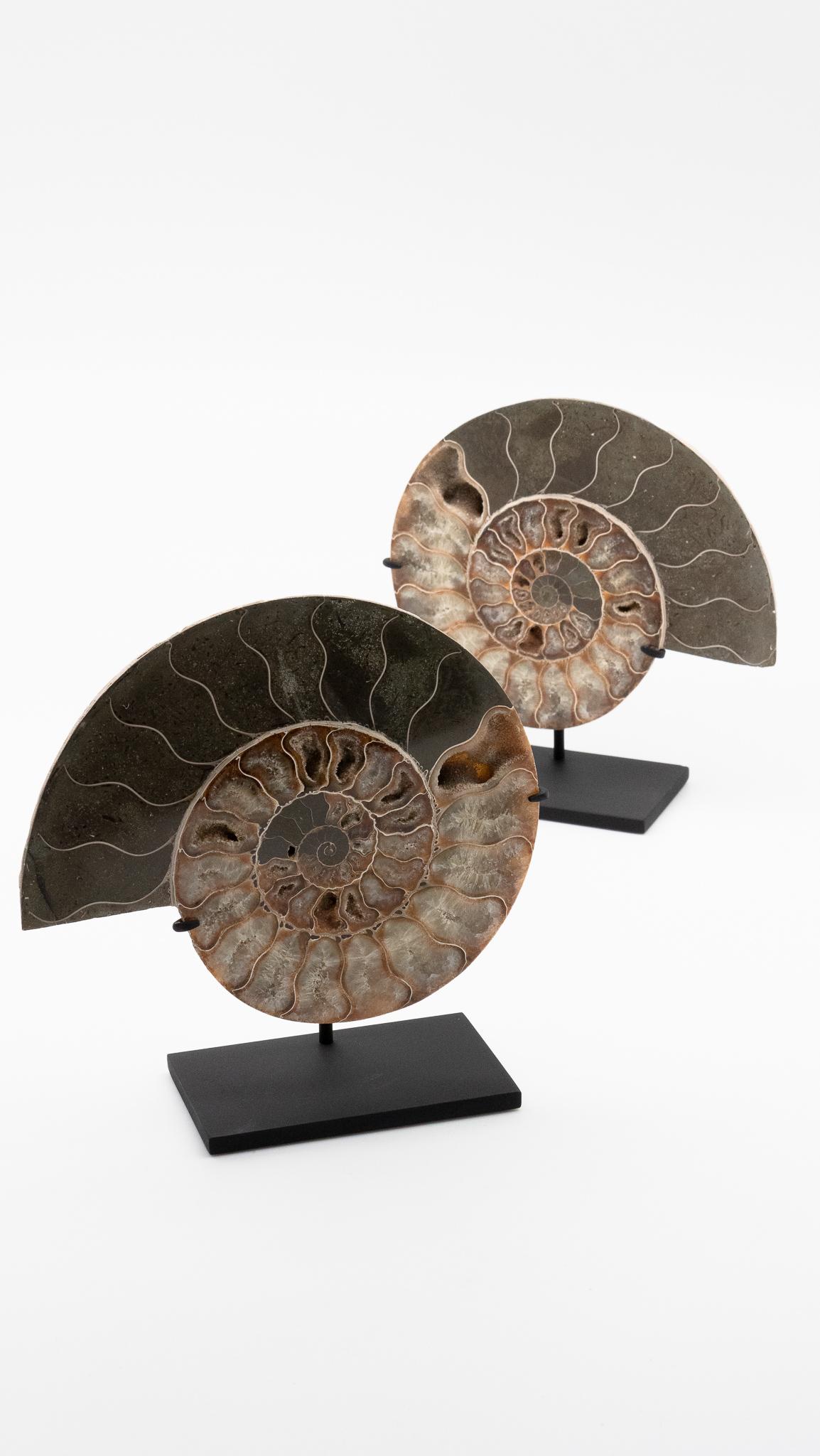 Fossilized ammonite slices mounted on black metal bases. 

Ammonoids are an extinct group of marine mollusk animals closely related to octopuses, squid, and cuttlefish. The name 