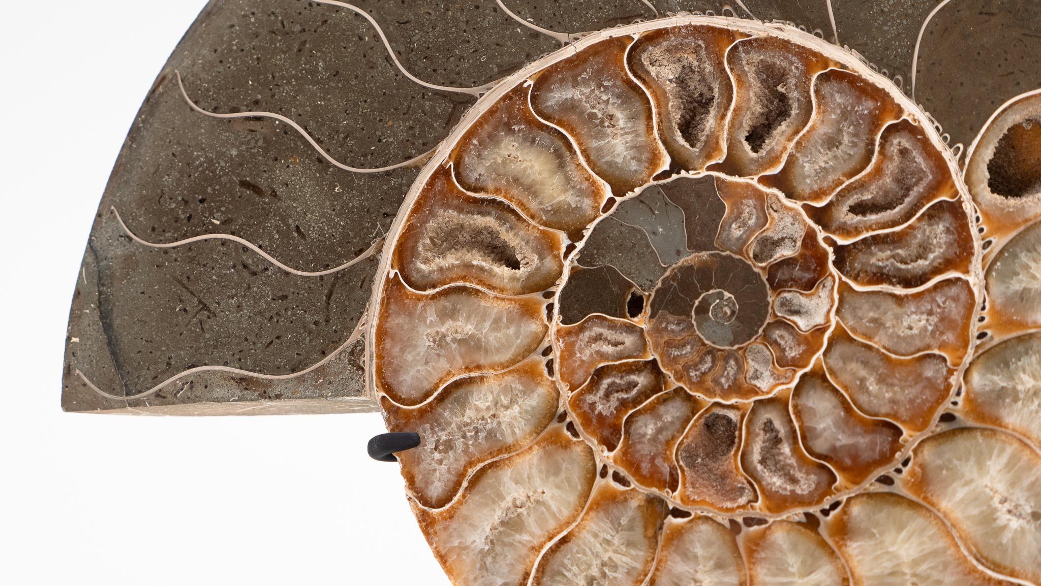 Malagasy Fossilized Mounted Ammonite Slices on Custom Black Metal Bases, Pair