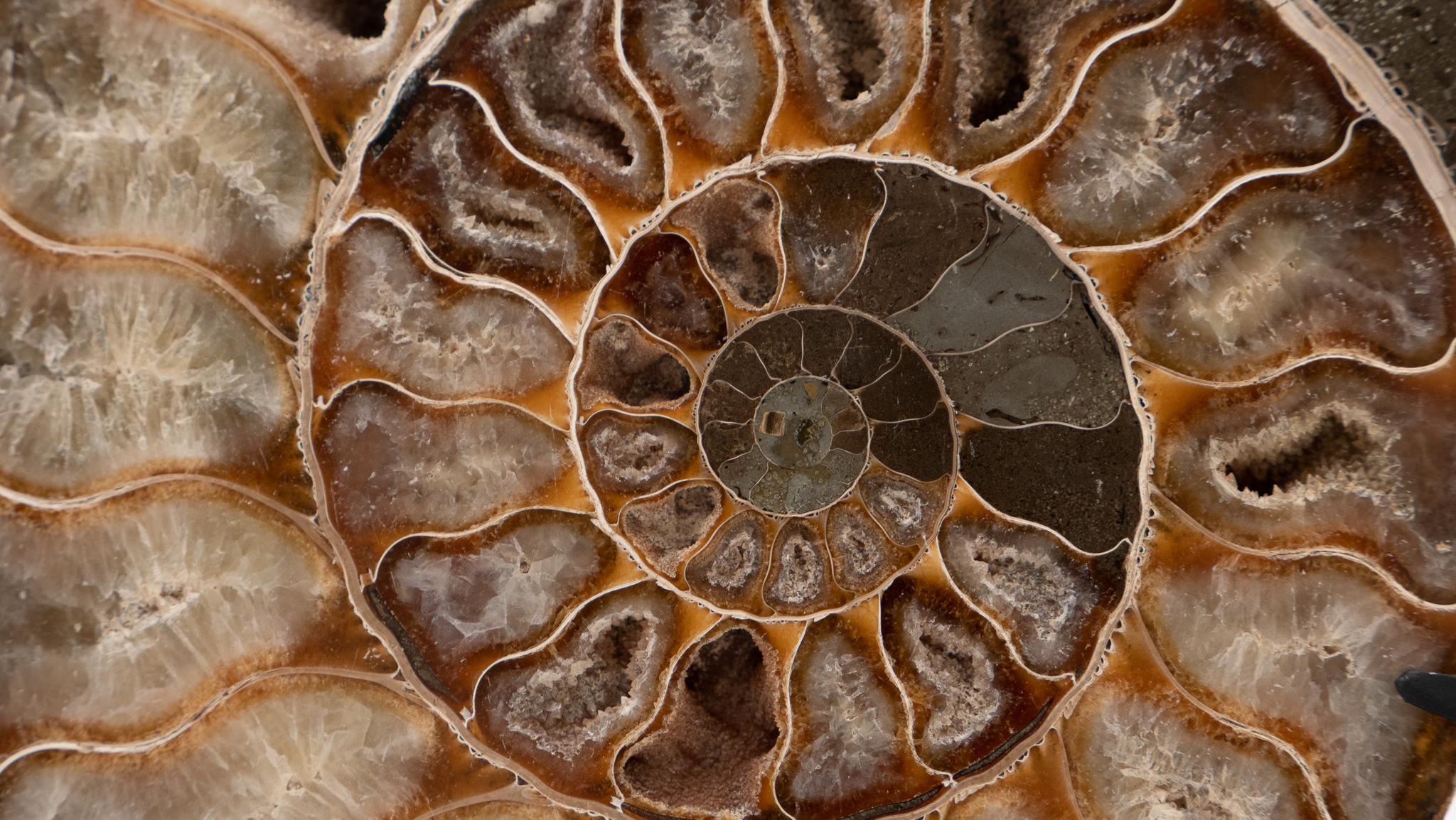 Fossilized Mounted Ammonite Slices on Custom Black Metal Bases, Pair In Excellent Condition In New York, NY