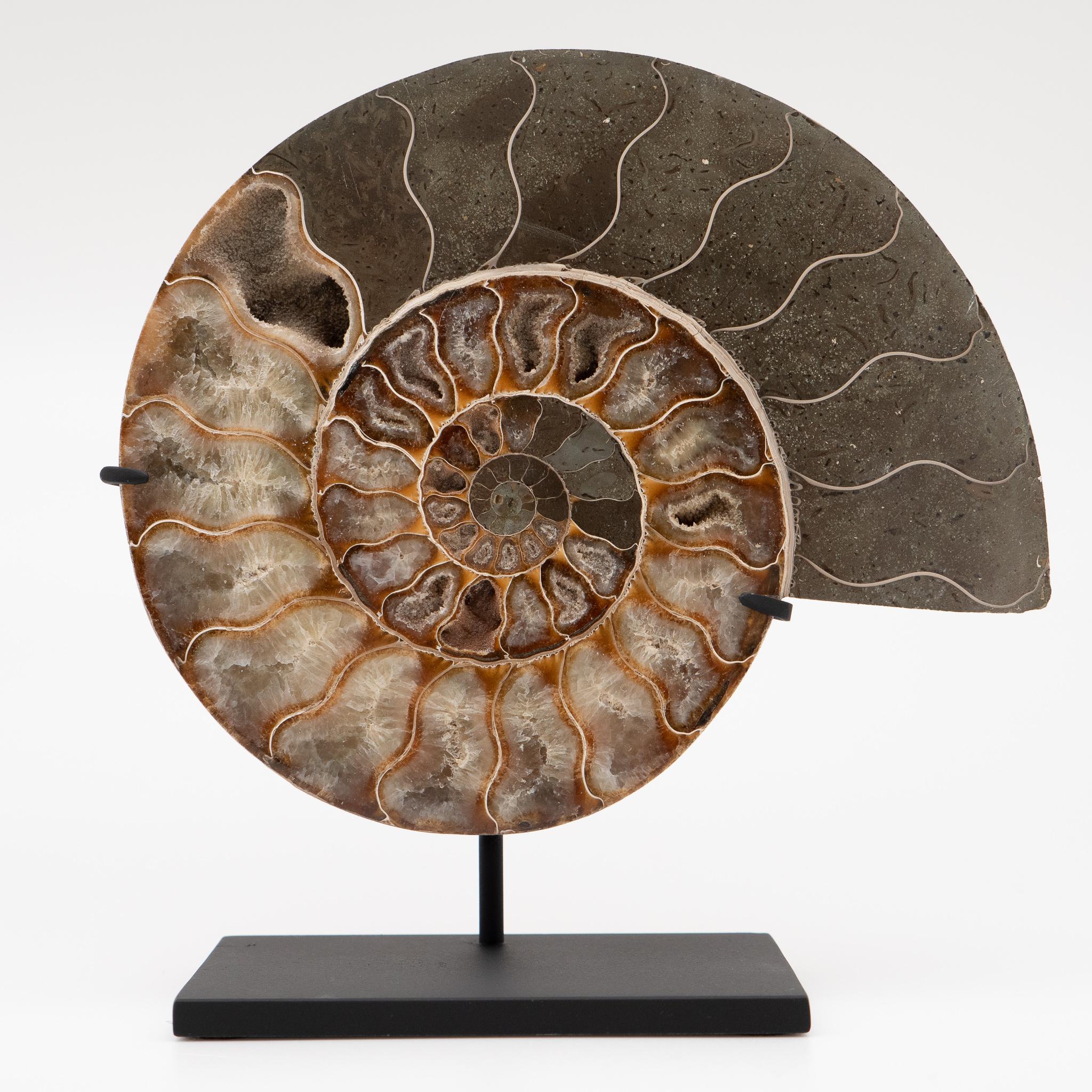 Stone Fossilized Mounted Ammonite Slices on Custom Black Metal Bases, Pair
