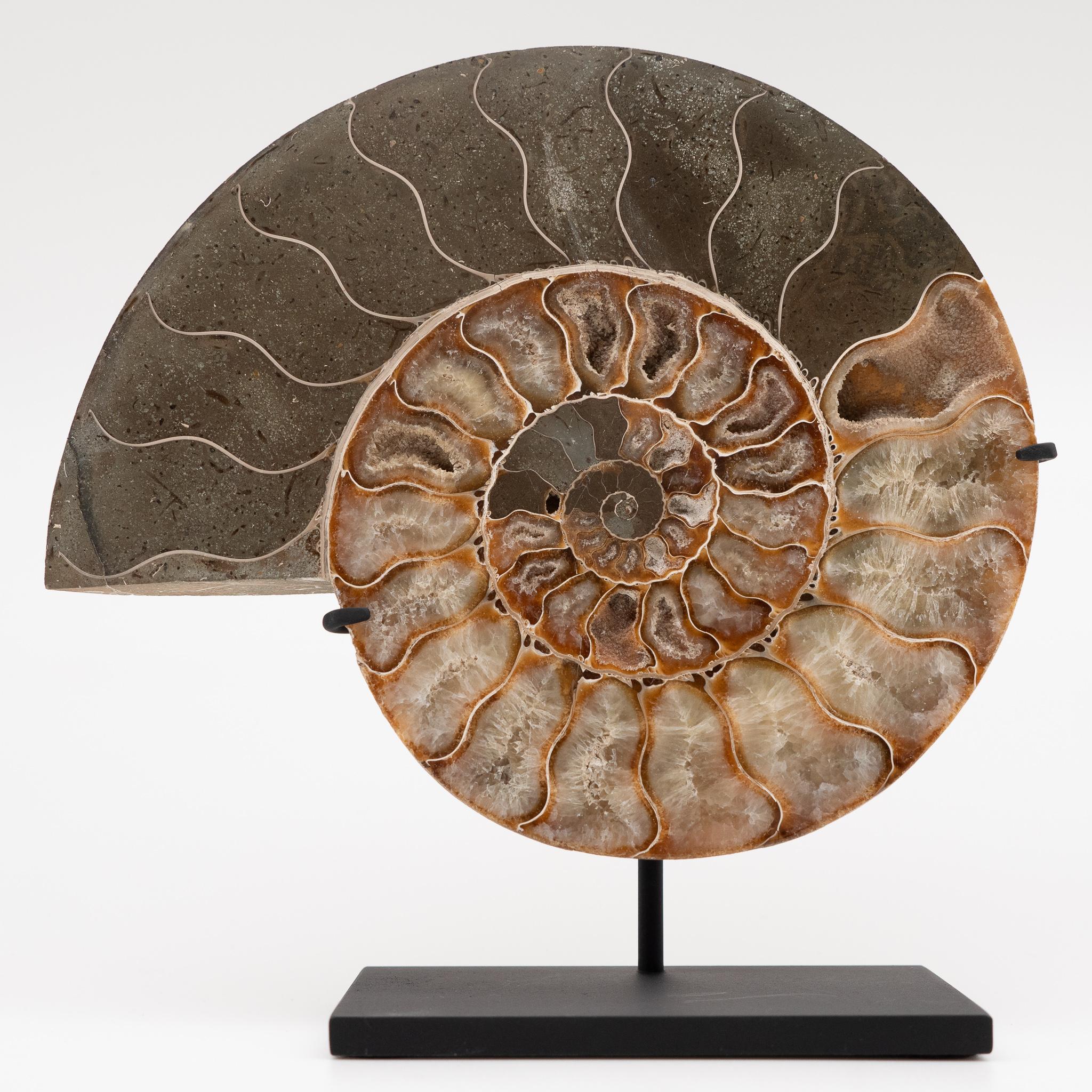 Fossilized Mounted Ammonite Slices on Custom Black Metal Bases, Pair 1