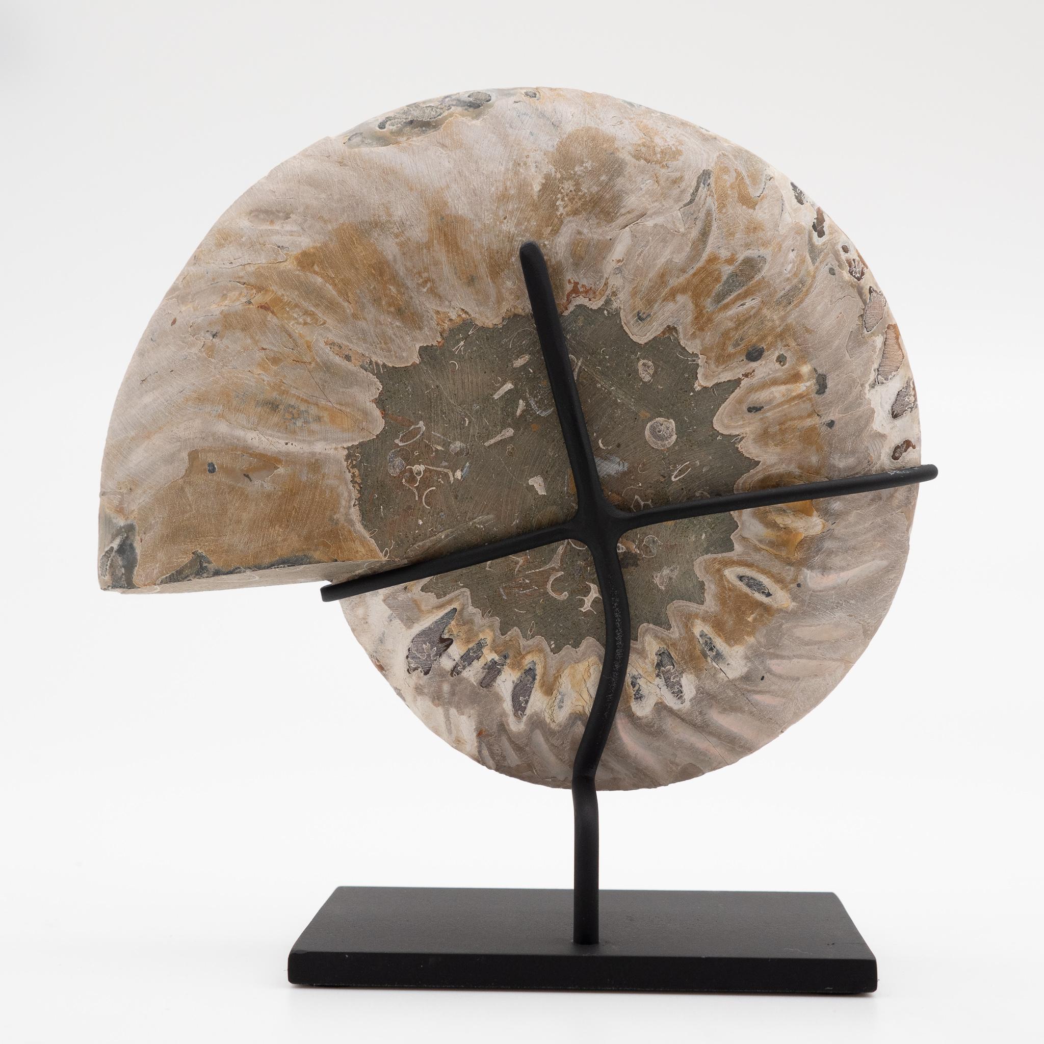 Fossilized Mounted Ammonite Slices on Custom Black Metal Bases, Pair 2