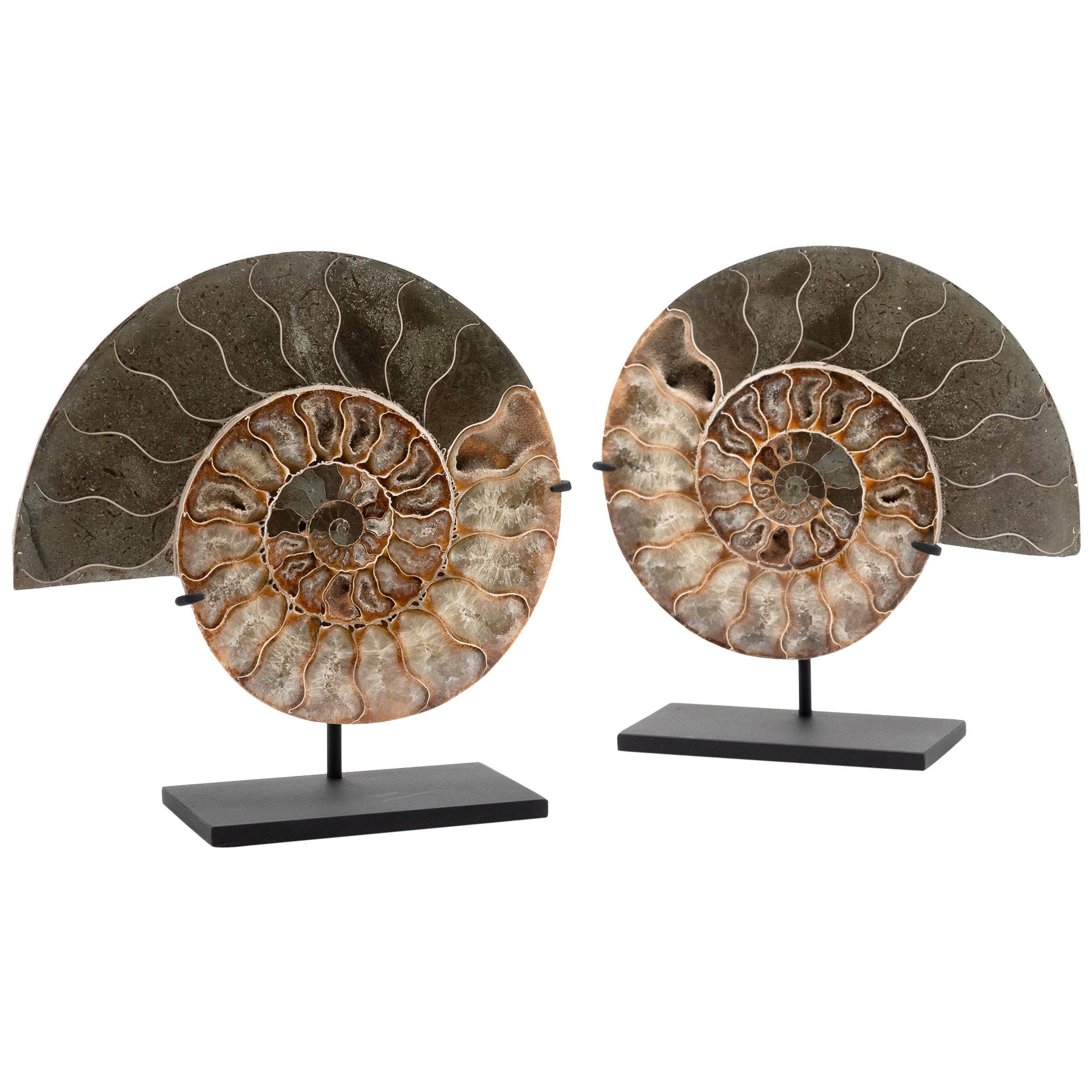 Fossilized Mounted Ammonite Slices on Custom Black Metal Bases, Pair