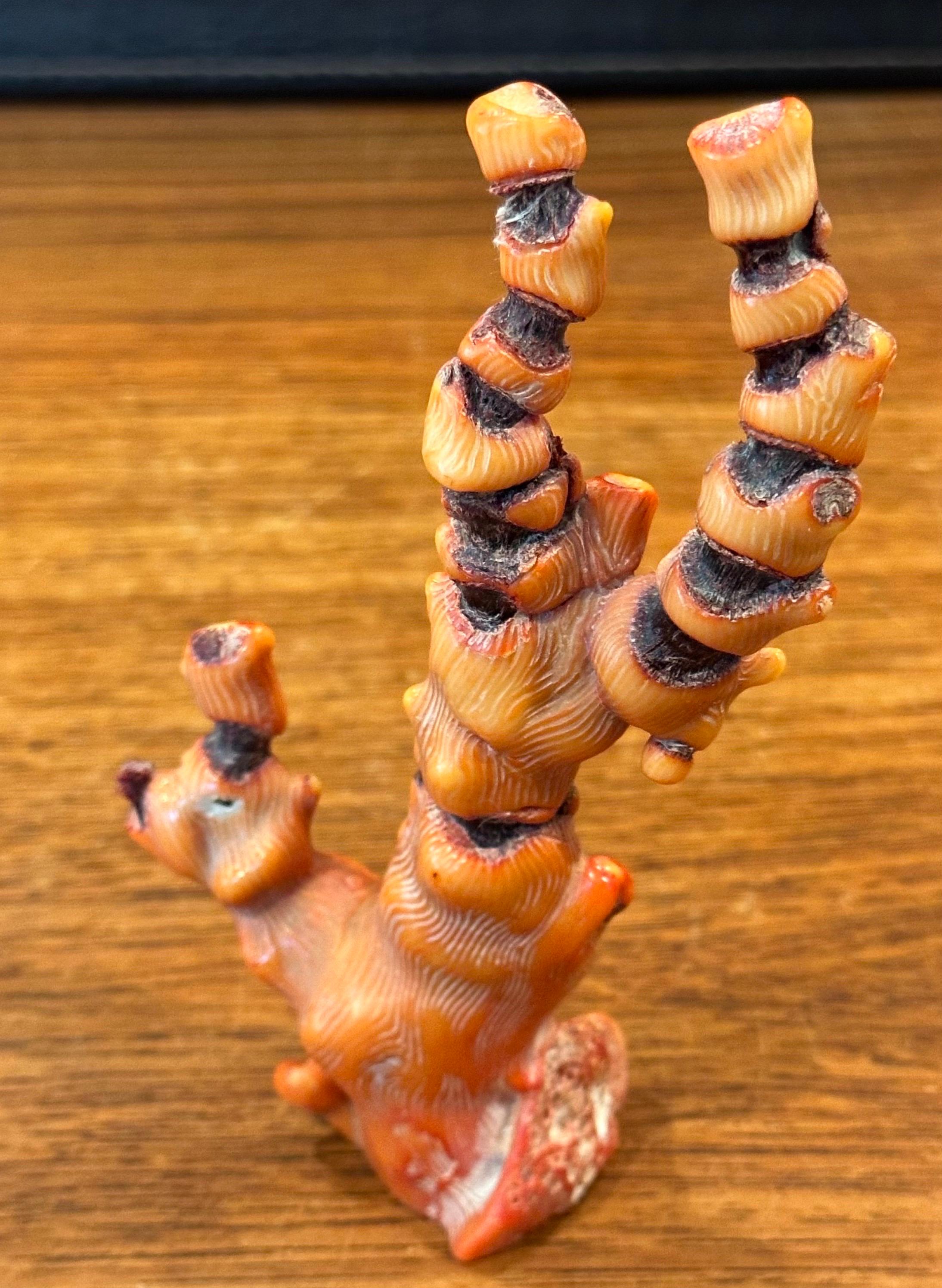 Fossilisiertes organisches natürliches rotes Meereskorallenexemplar / Skulptur im Angebot 5