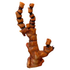 Fossilized Organic Natural Red Sea Coral Specimen / Sculpture