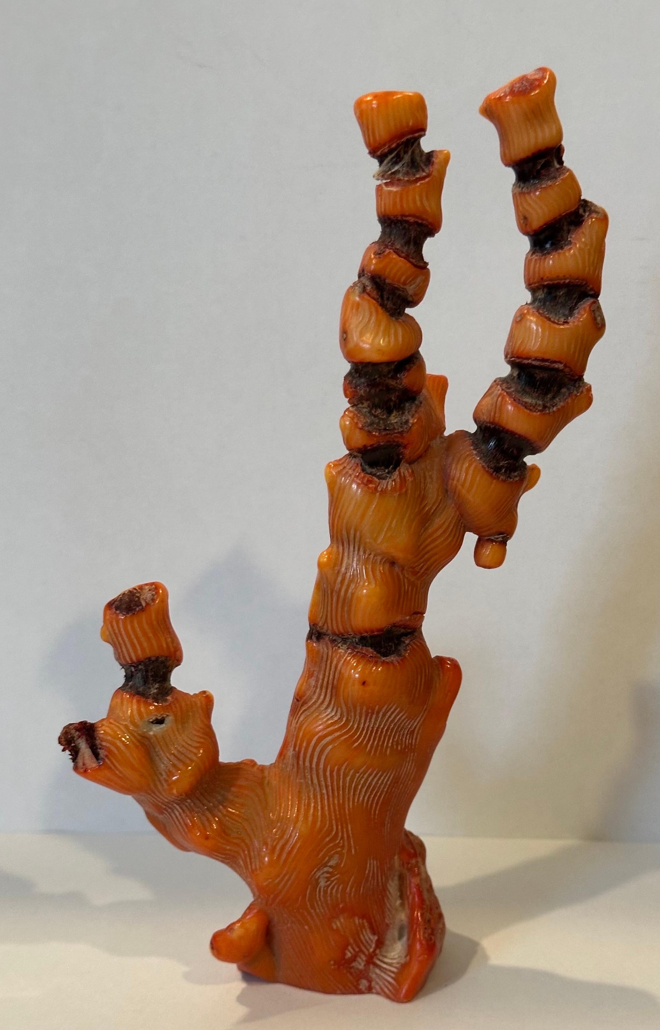 Fossilisiertes organisches natürliches rotes Meereskorallenexemplar / Skulptur im Zustand „Gut“ im Angebot in San Diego, CA