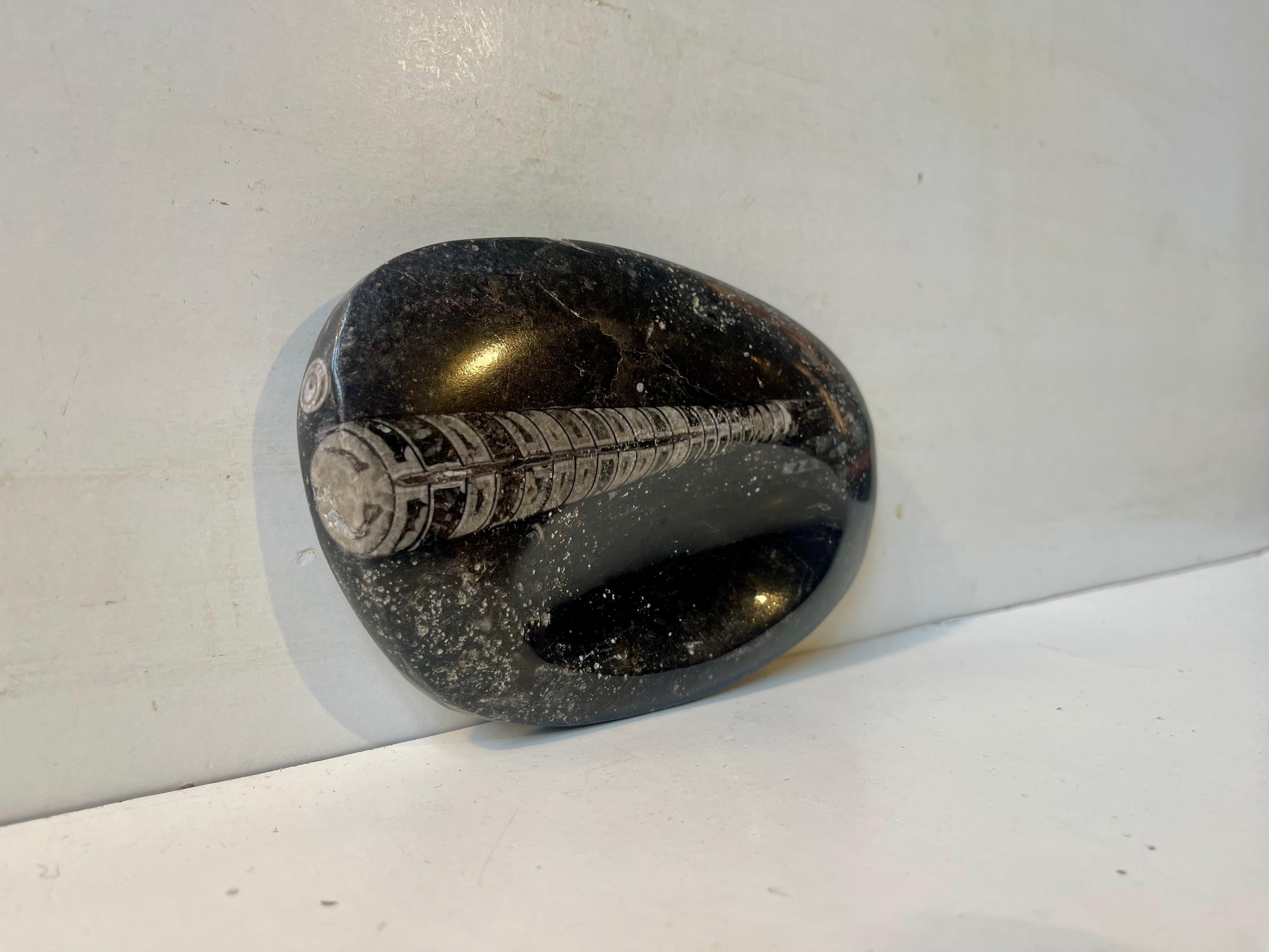 Fossile d'un calmar Orthoseras ayant vécu il y a plus de 50 millions d'années, transformé en cendrier ou en plat décoratif dans les années 1970. 

Dimensions : 13x9x2,5 cm.