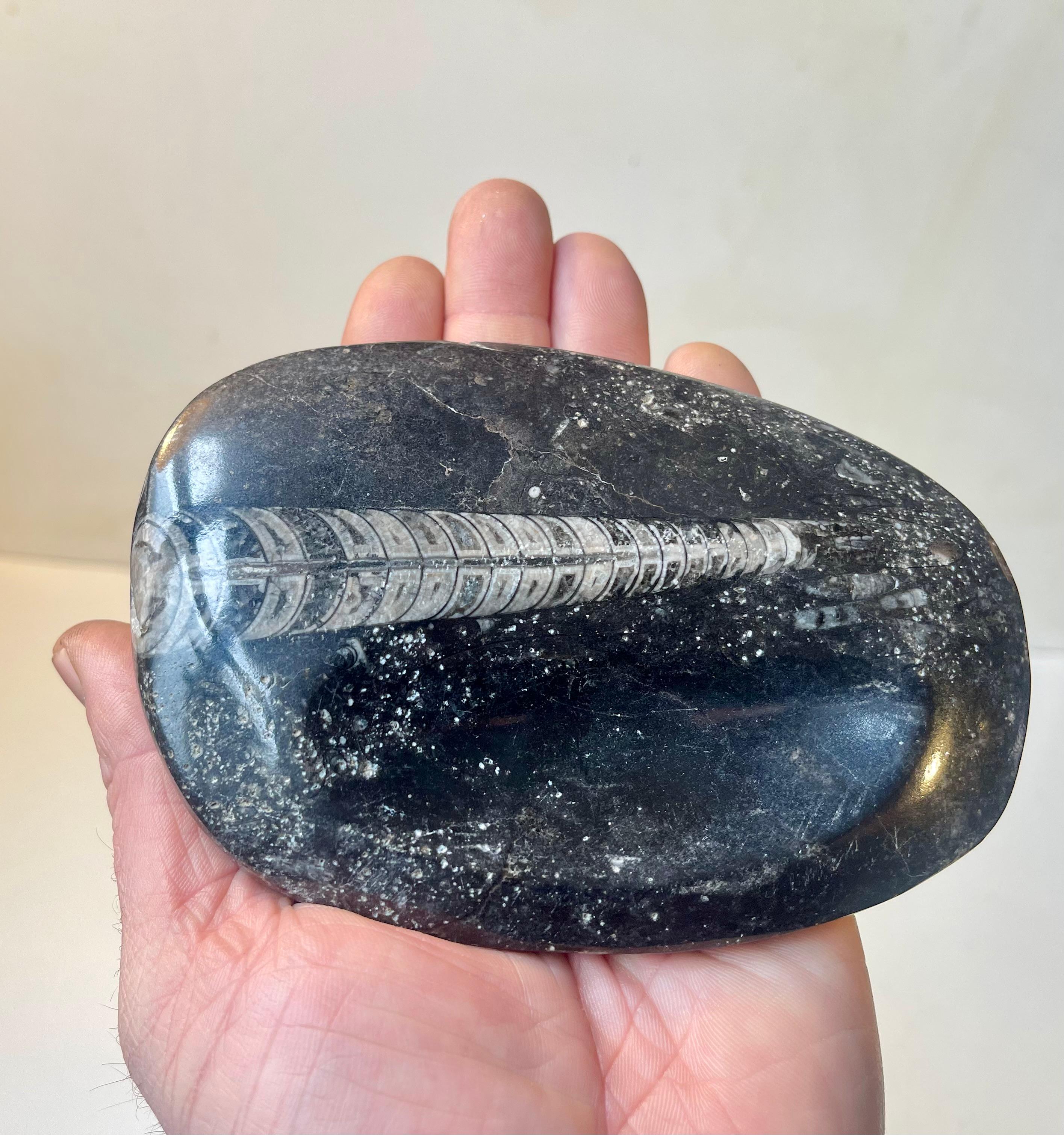 Moderne Cendrier ou plat en pierre polie Orthoseras fossilisé en vente
