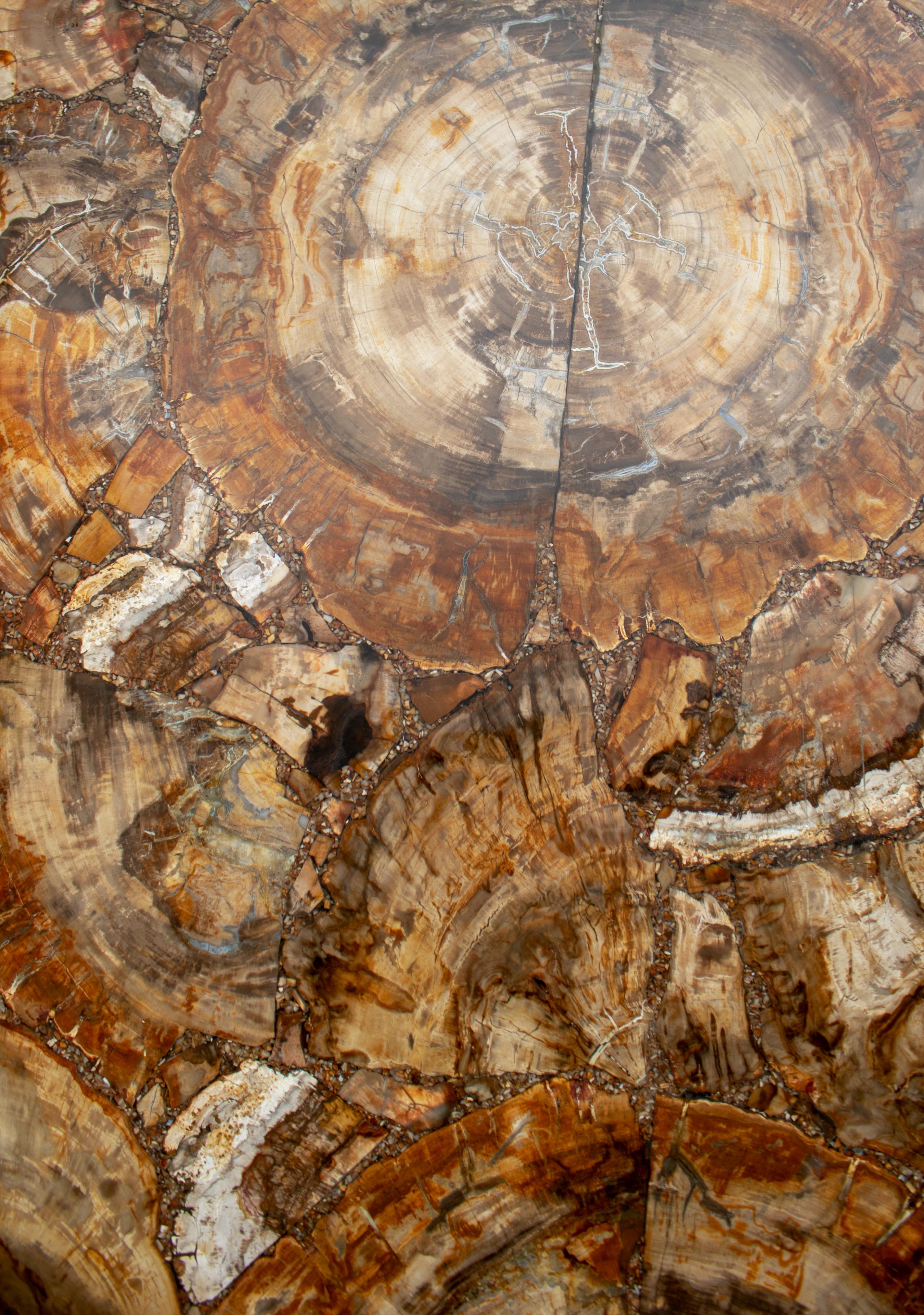 European Fossilized Tree Trunk Mosaic Table Top For Sale