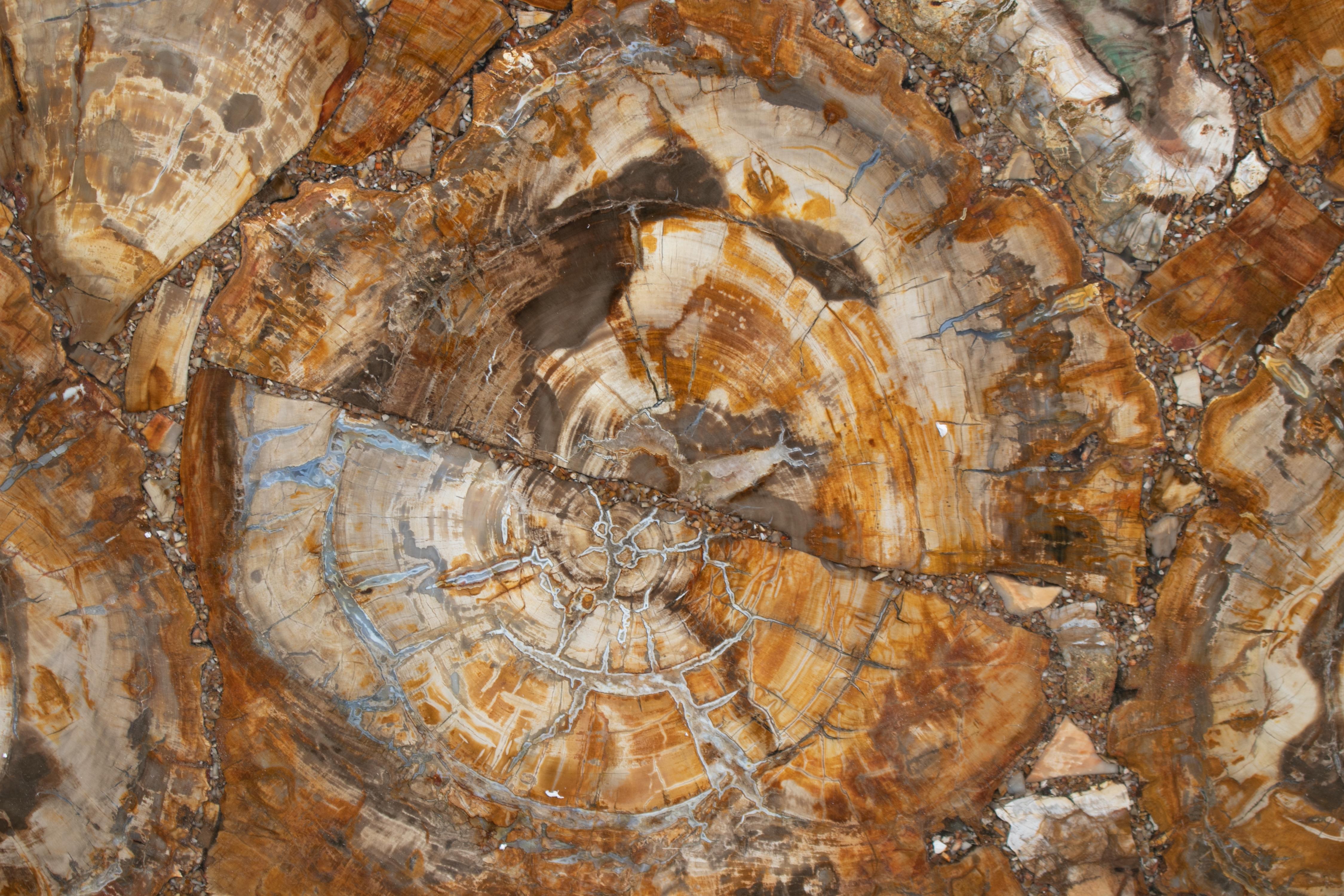 20th Century Fossilized Tree Trunk Mosaic Table Top For Sale