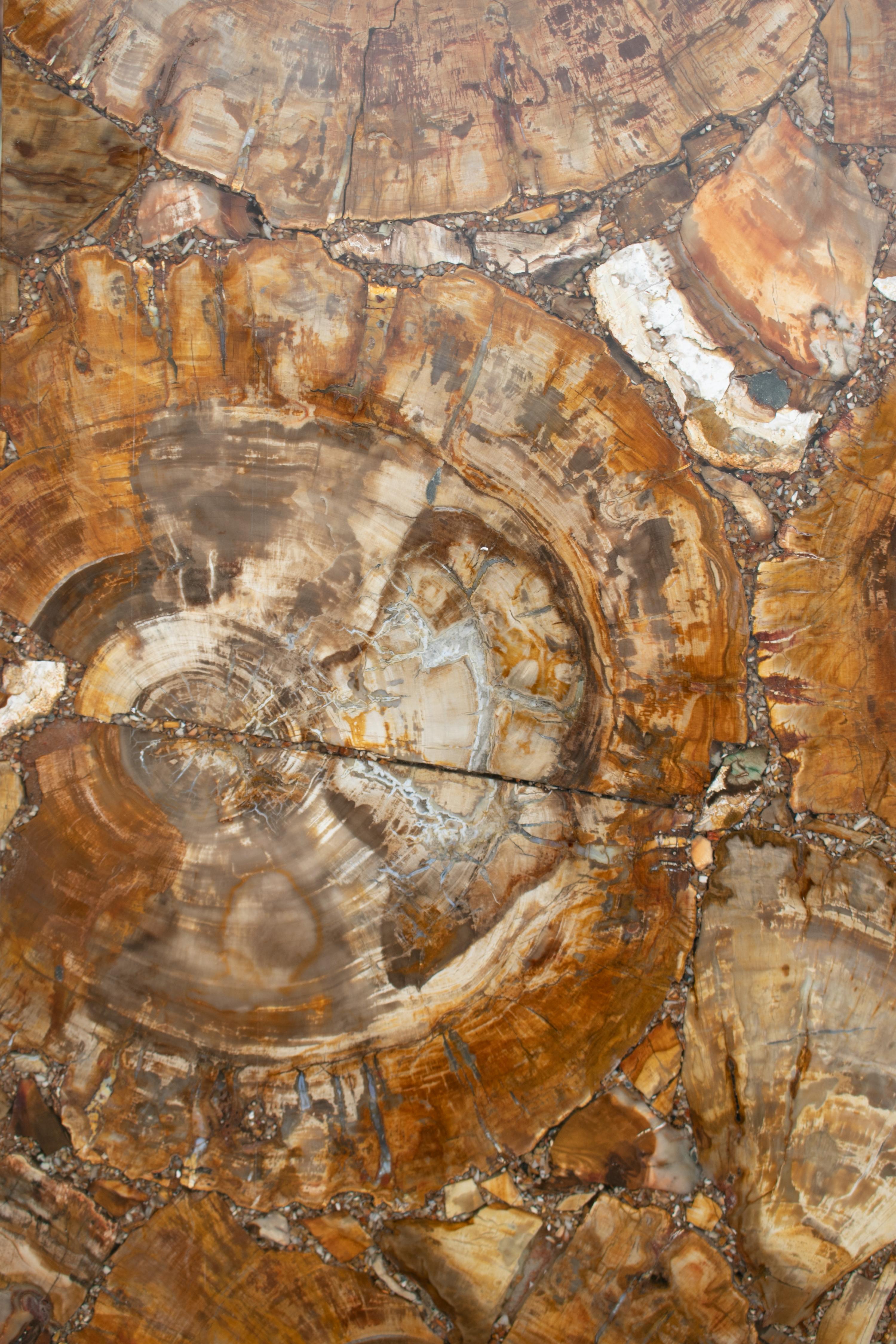 Fossilized Tree Trunk Mosaic Table Top For Sale 2