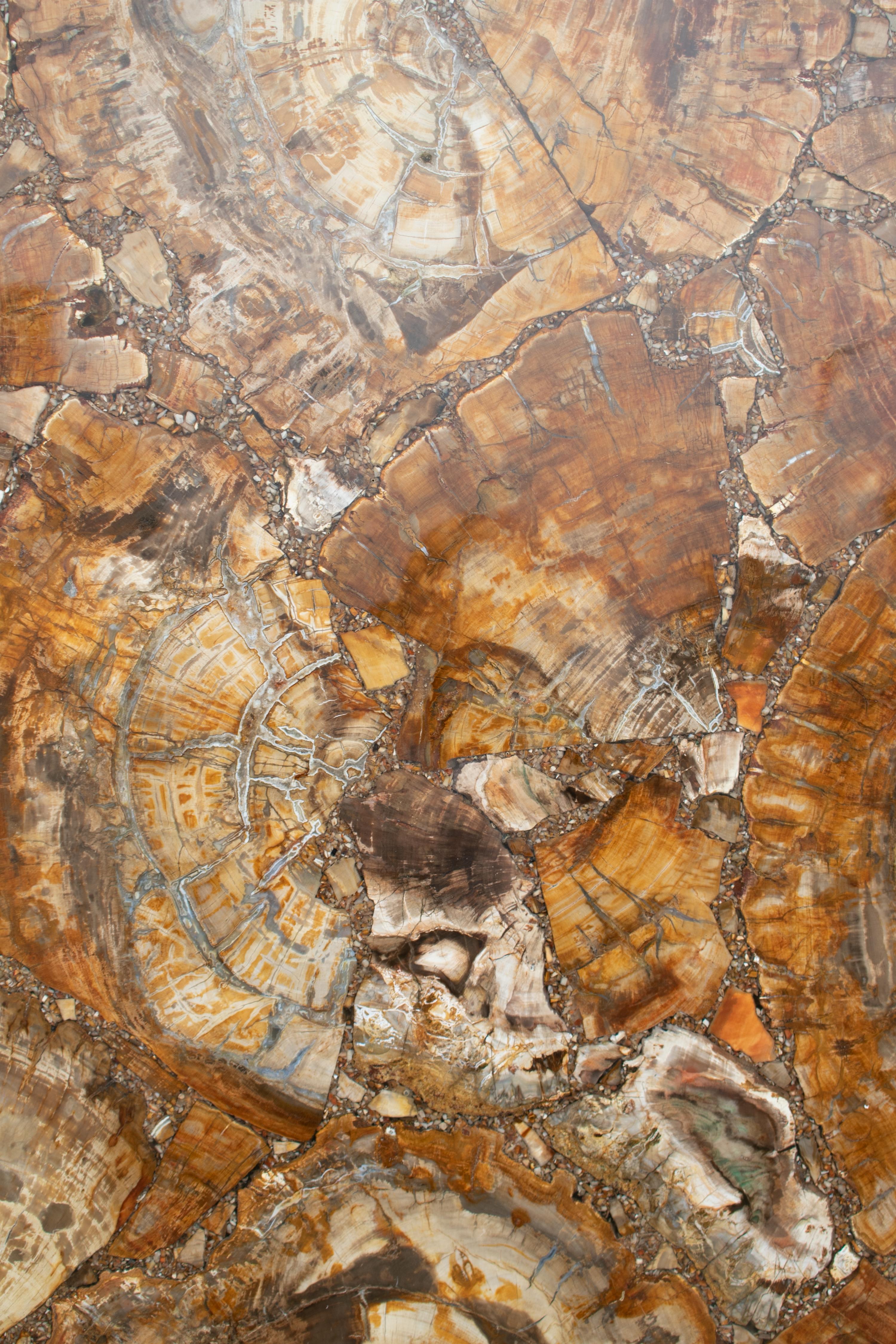 Fossilized Tree Trunk Mosaic Table Top For Sale 1