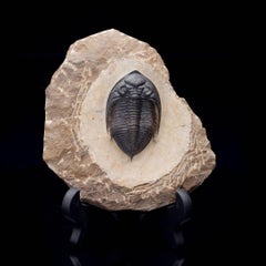 Versteinerter Trilobit auf Matrix - paläozoischer mariner Gliederfüßer als Ausstellungsstück