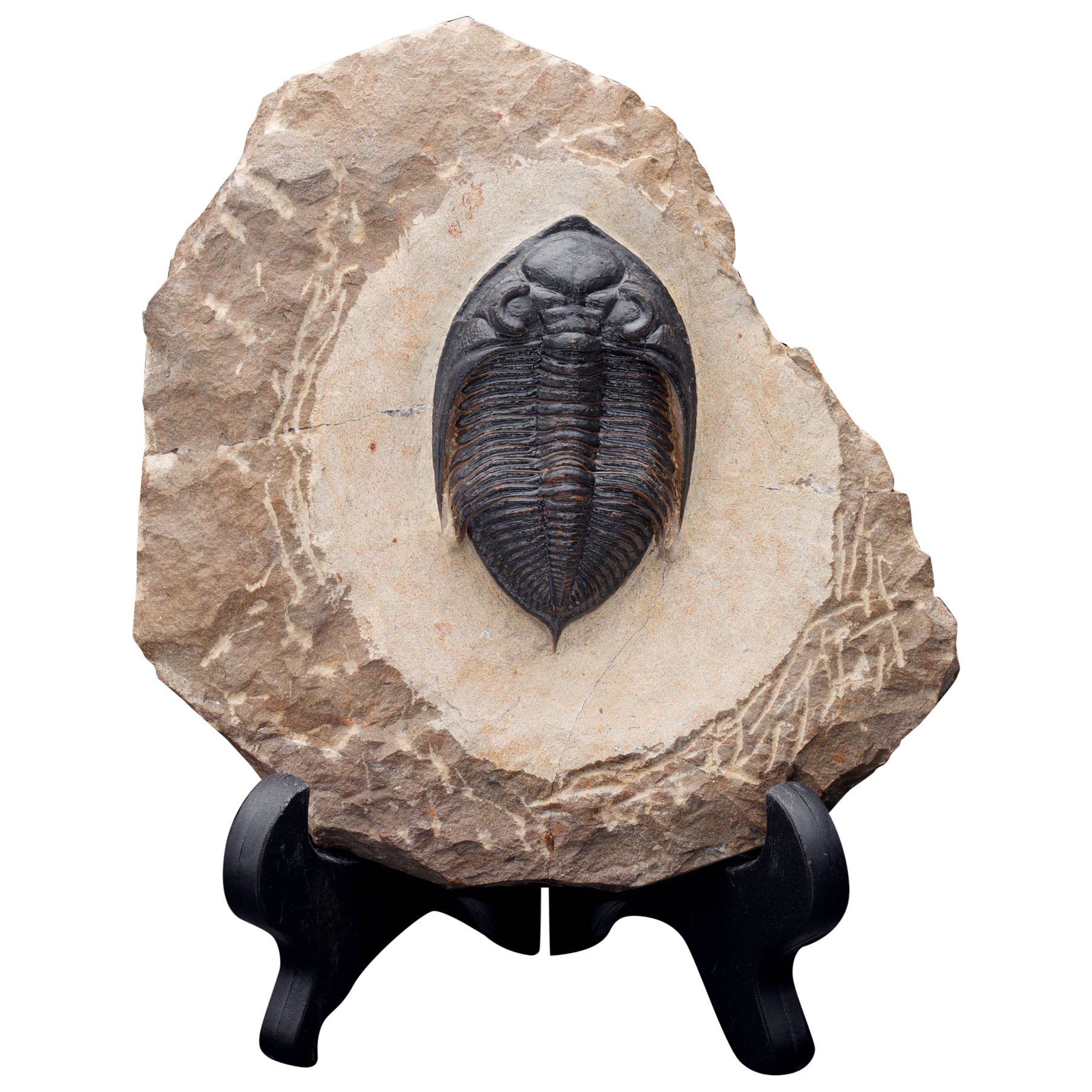 Fossilized Trilobite on Matrix – Paleozoic Marine Arthropod Display Specimen
