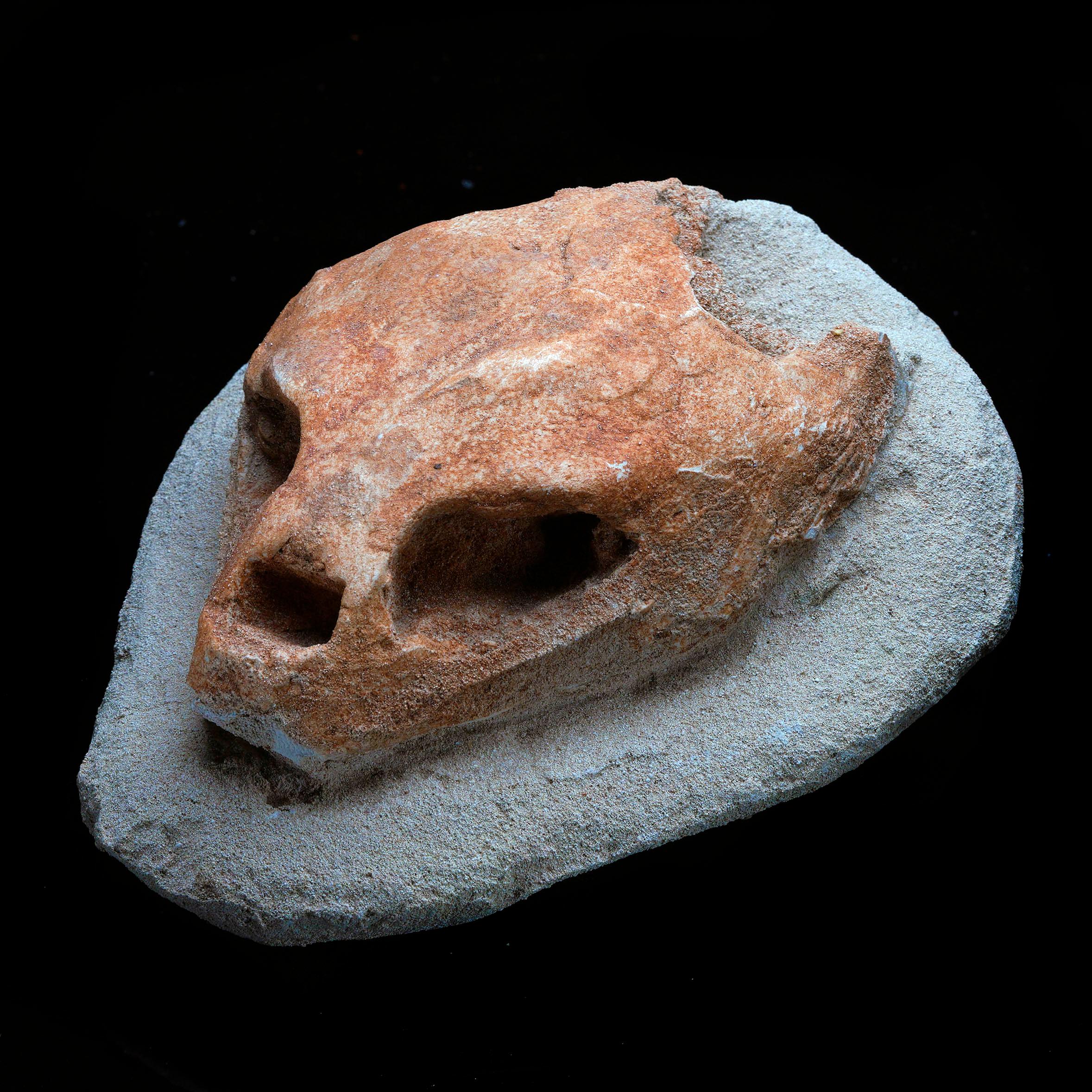 Un cranio di tartaruga fossile splendidamente conservato, proveniente dalla formazione fossile di Kem Kem in Marocco, che mostra dettagli anatomici eccezionali. La struttura ossea rimane altamente intatta, con orbite e cavità nasali ben definite,