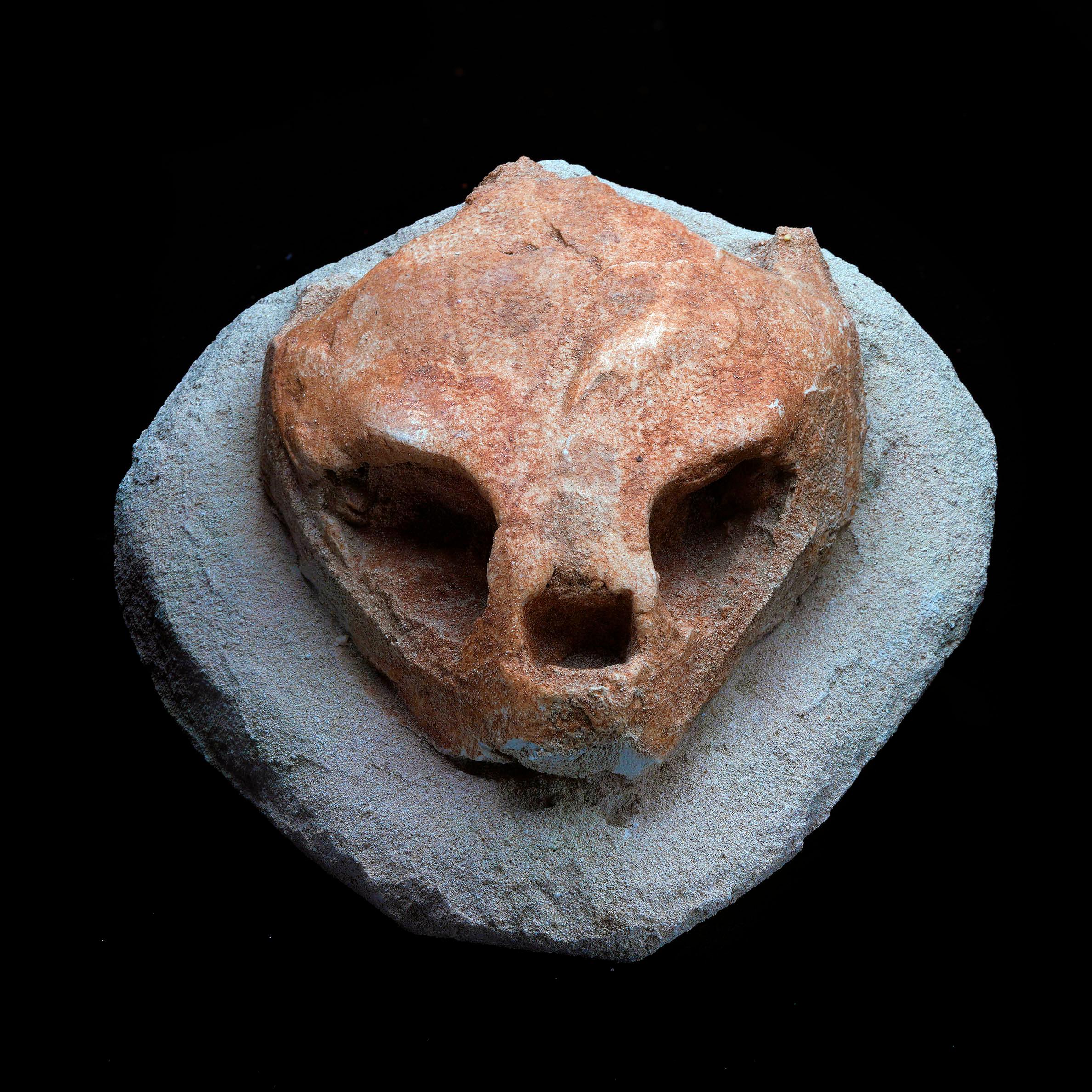 Cranio di tartaruga fossilizzato In condizioni ottime in vendita a New York, NY