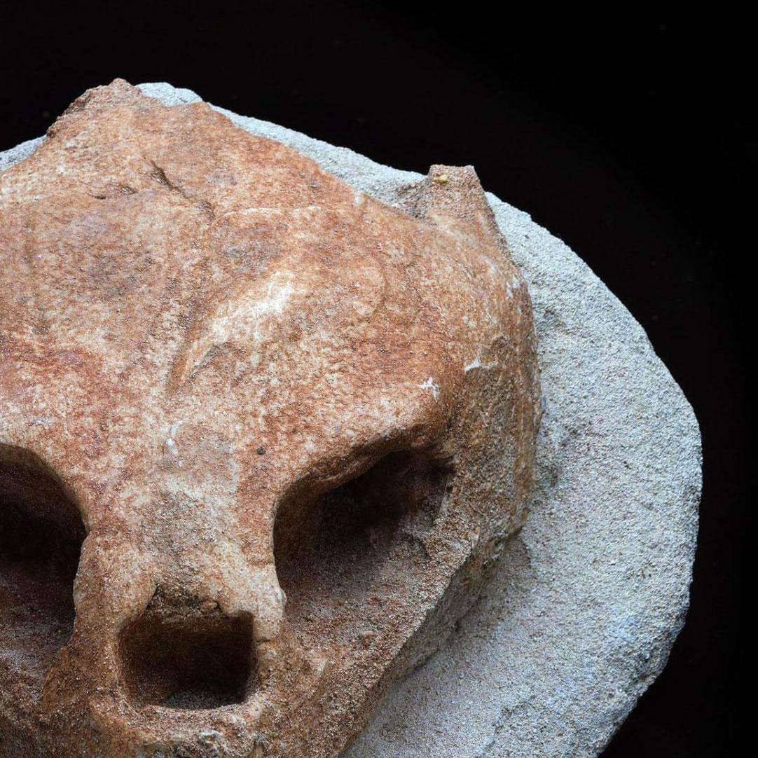 Cranio di tartaruga fossilizzato in vendita 1