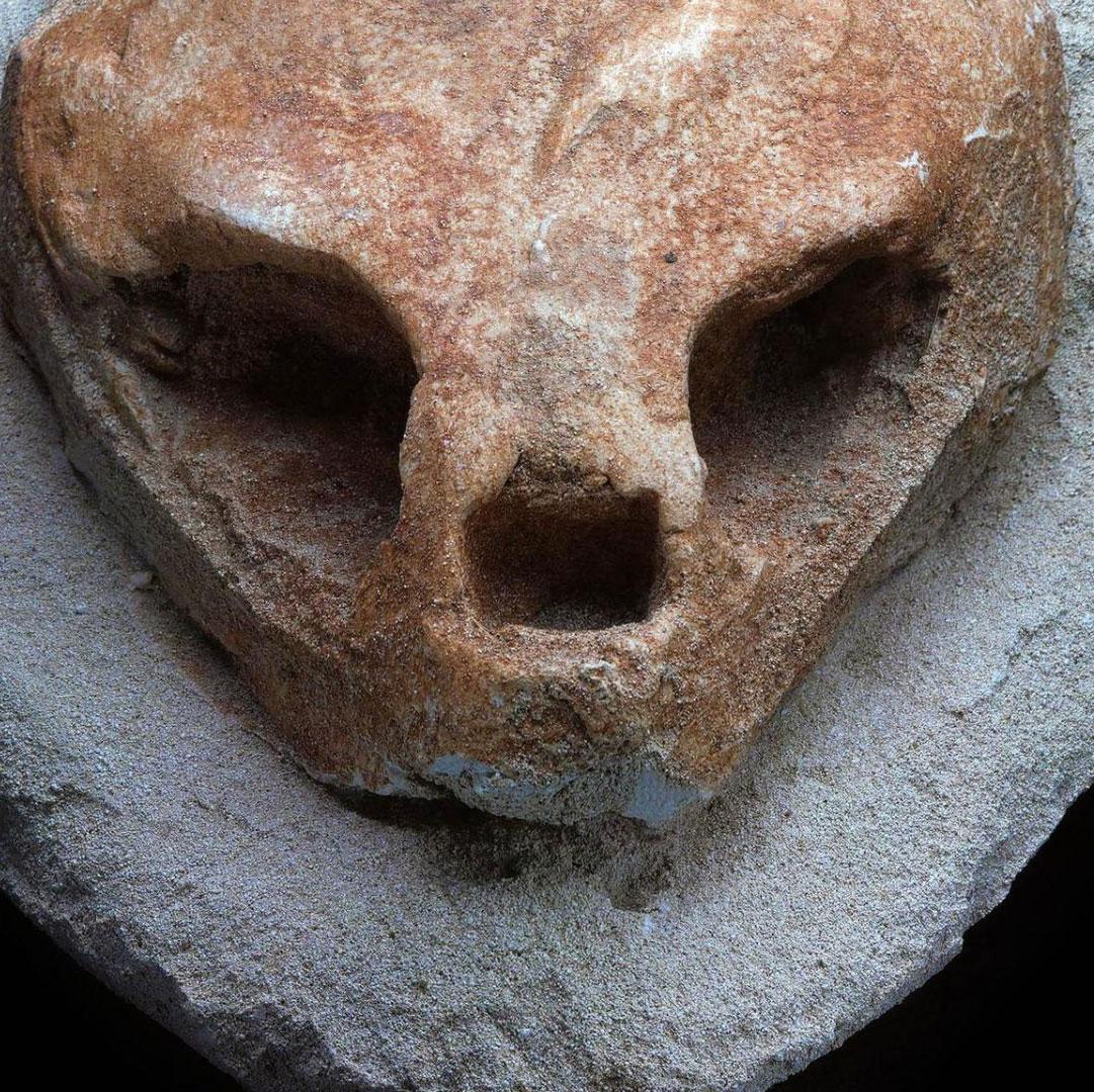 Cranio di tartaruga fossilizzato in vendita 2