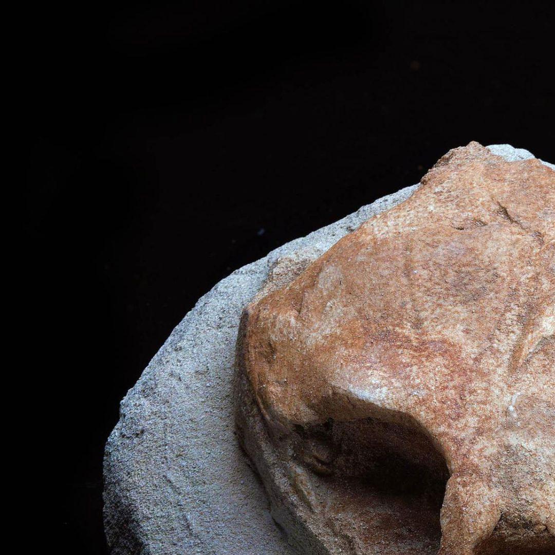 Cranio di tartaruga fossilizzato in vendita 3