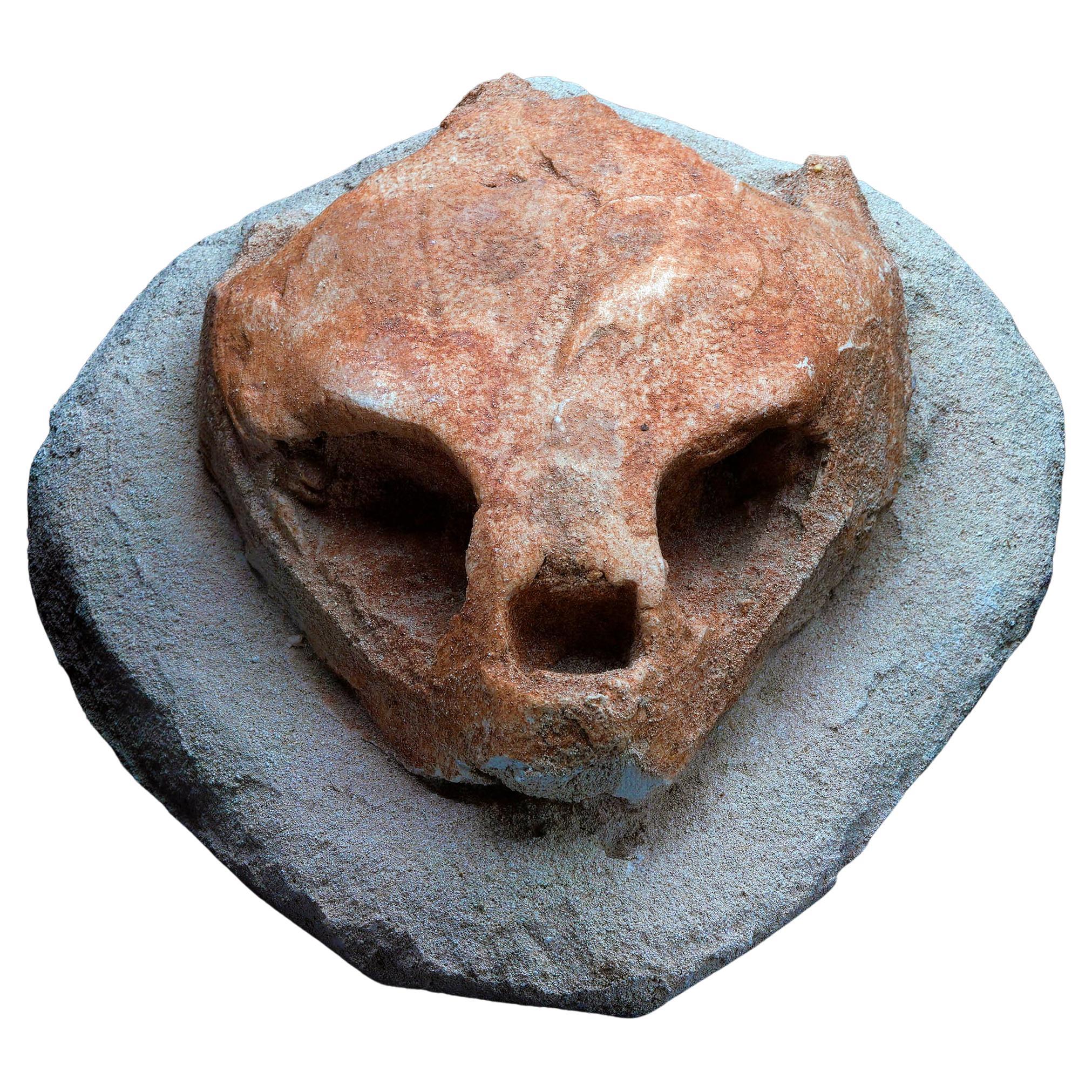 Fossilized Turtle Skull