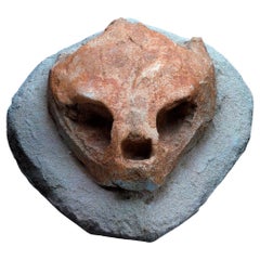 Cráneo de tortuga fosilizado