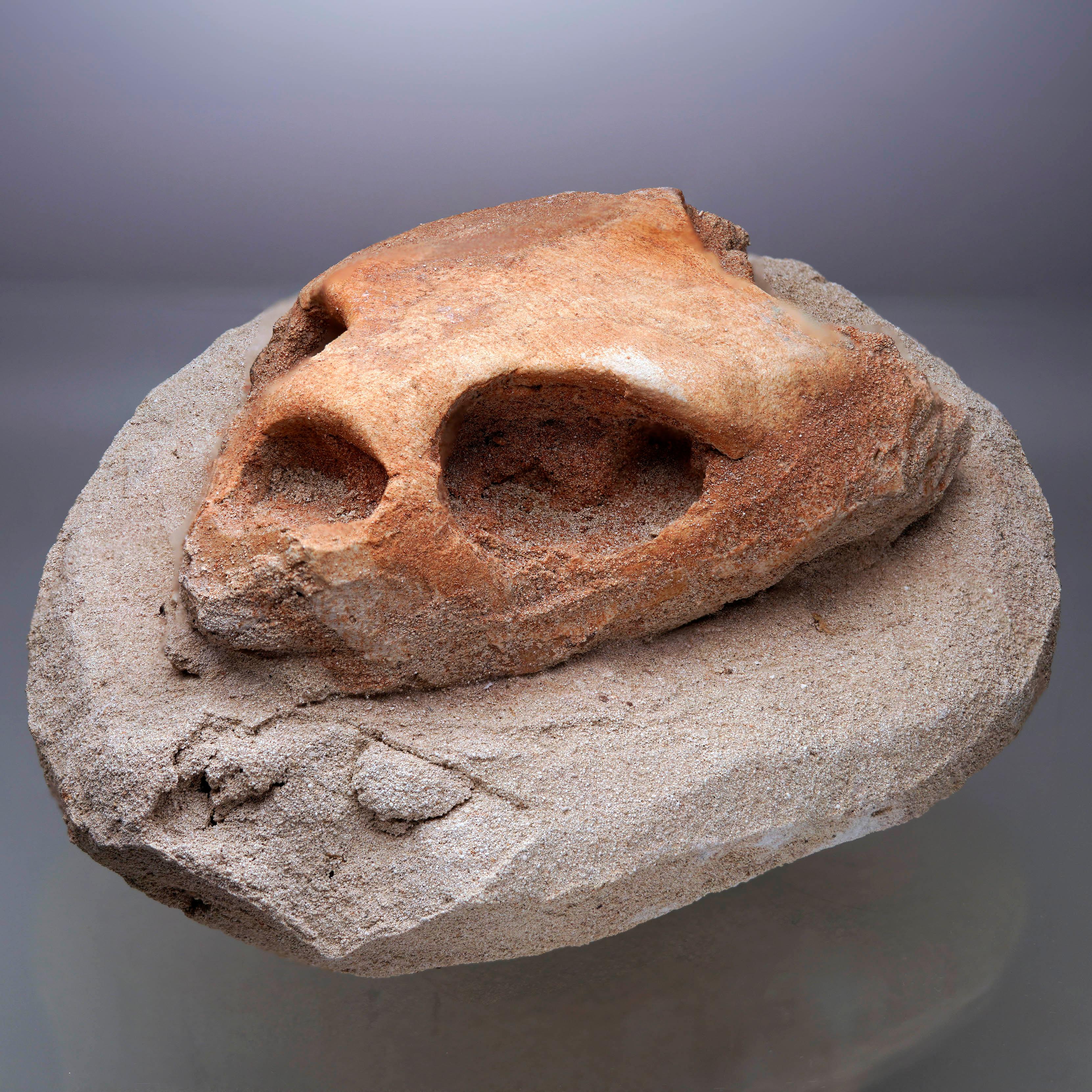 Un cráneo fosilizado de tortuga de más de 95 millones de años de antigüedad, magníficamente conservado, procedente de la formación fósil de Kem Kem, en Marruecos, que muestra detalles anatómicos extraordinarios. La estructura ósea permanece muy