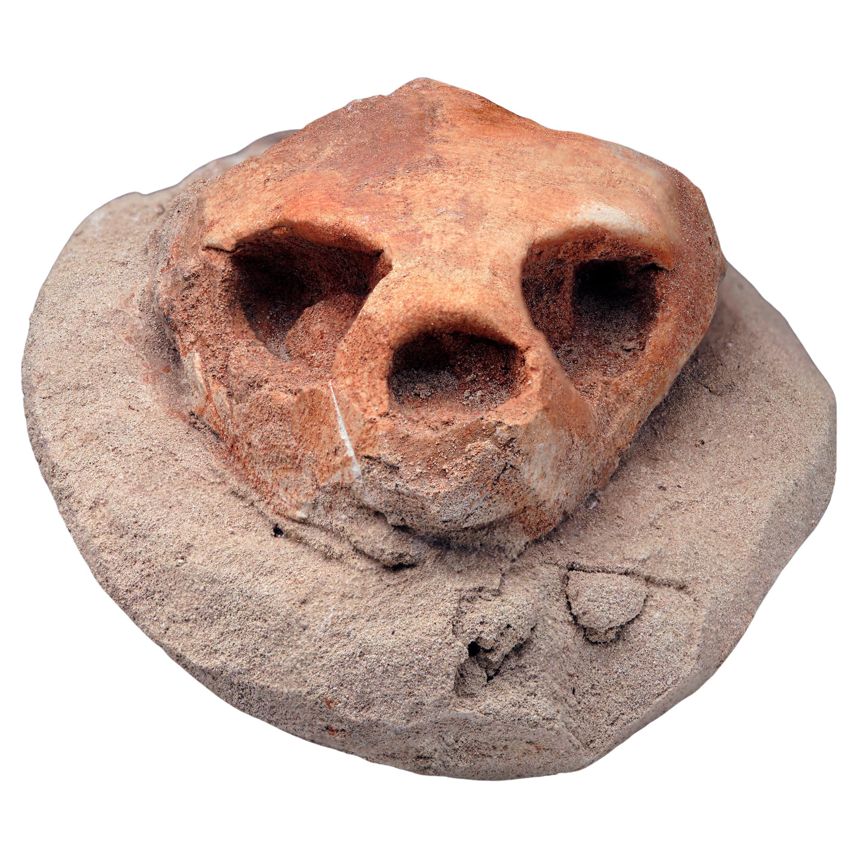 Fossilized Turtle Skull II