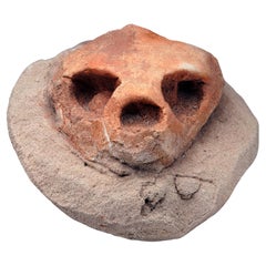 Cráneo de tortuga fosilizado II