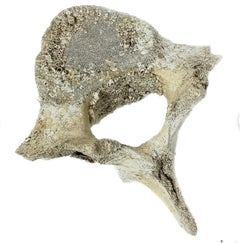 Fossilized Whale Vertebrae #15