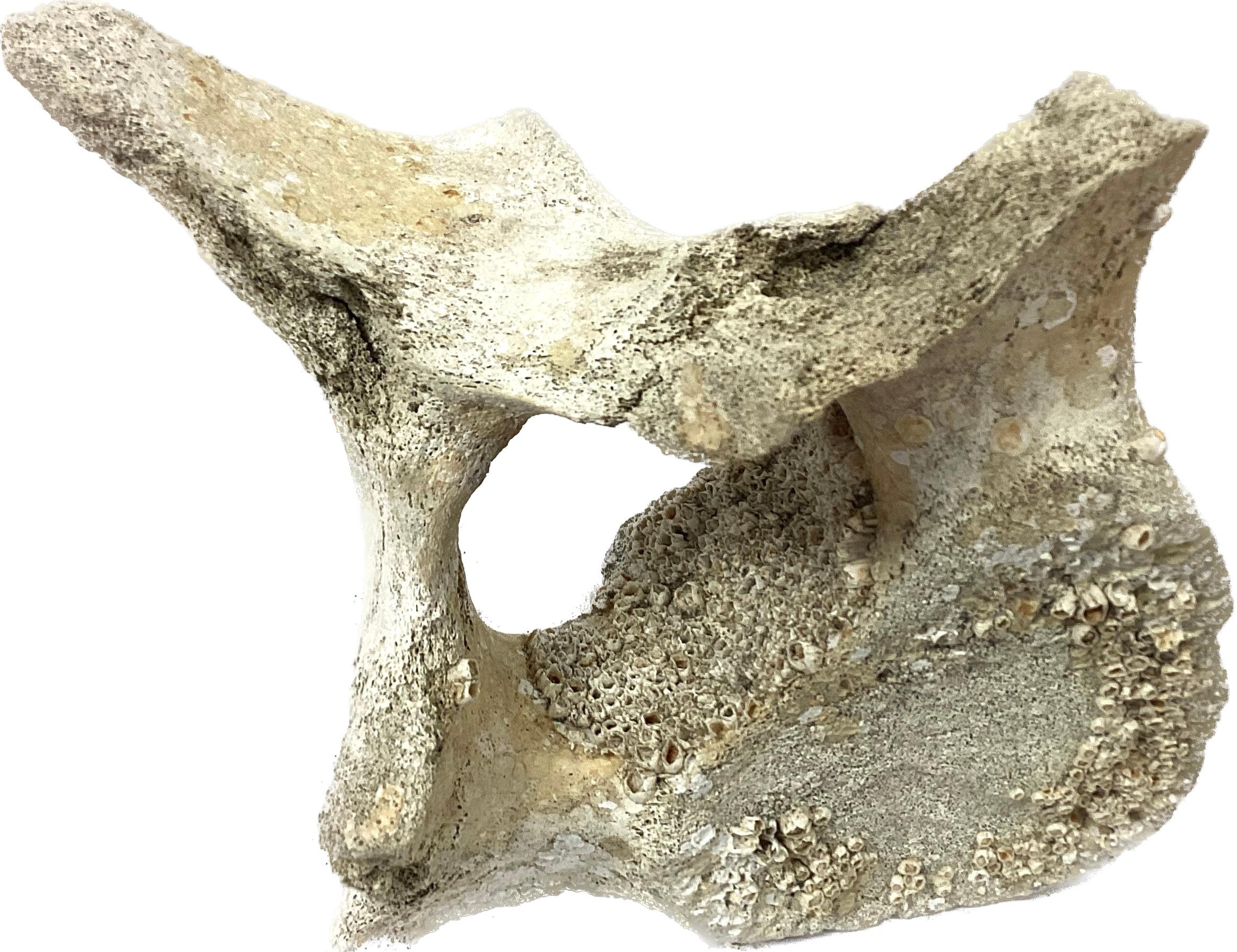 Fossilized Fossilized Whale Vertebrae #15 For Sale at 1stDibs