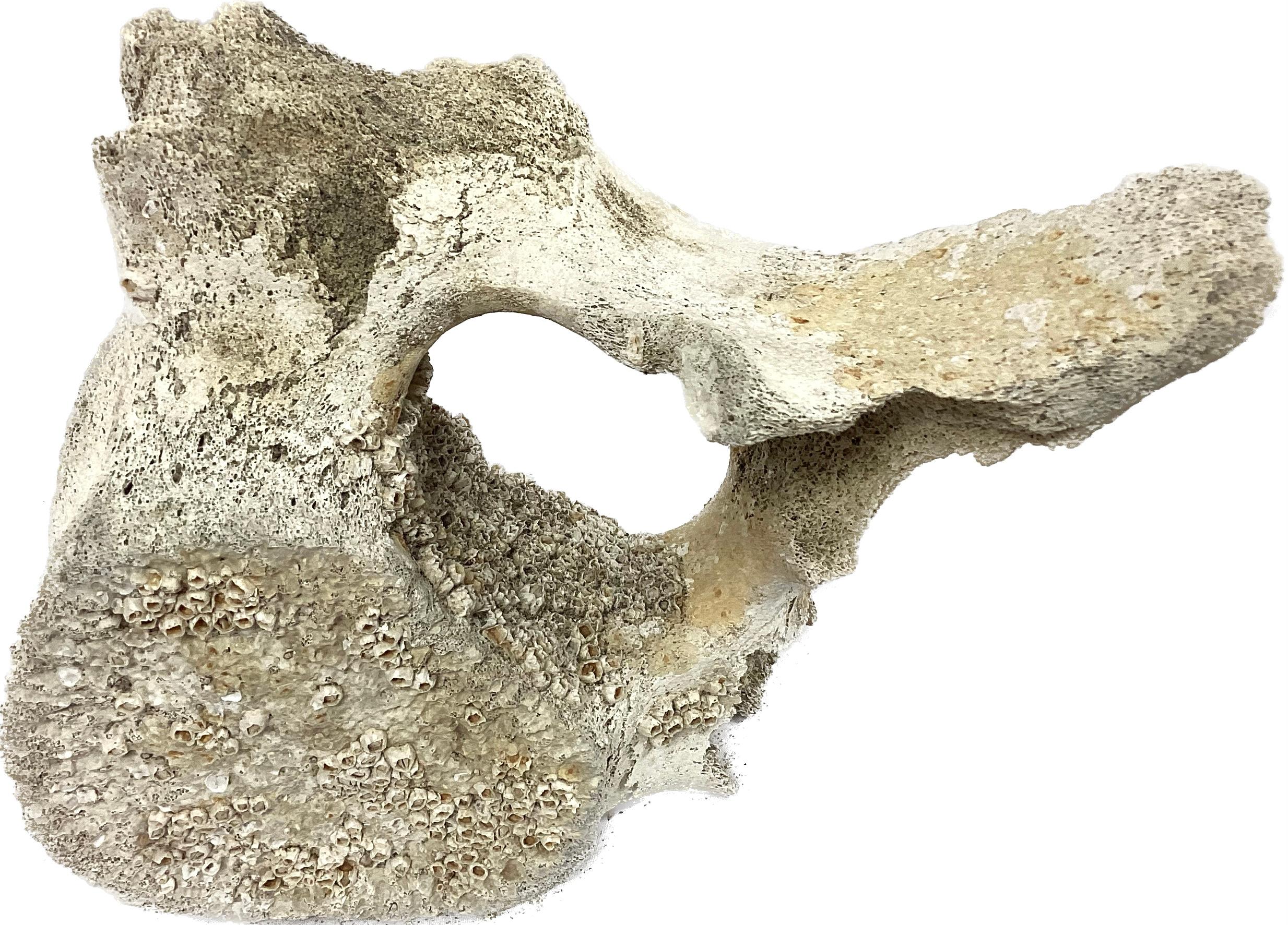 Fossilized Whale Vertebrae #15 In Good Condition For Sale In Bradenton, FL