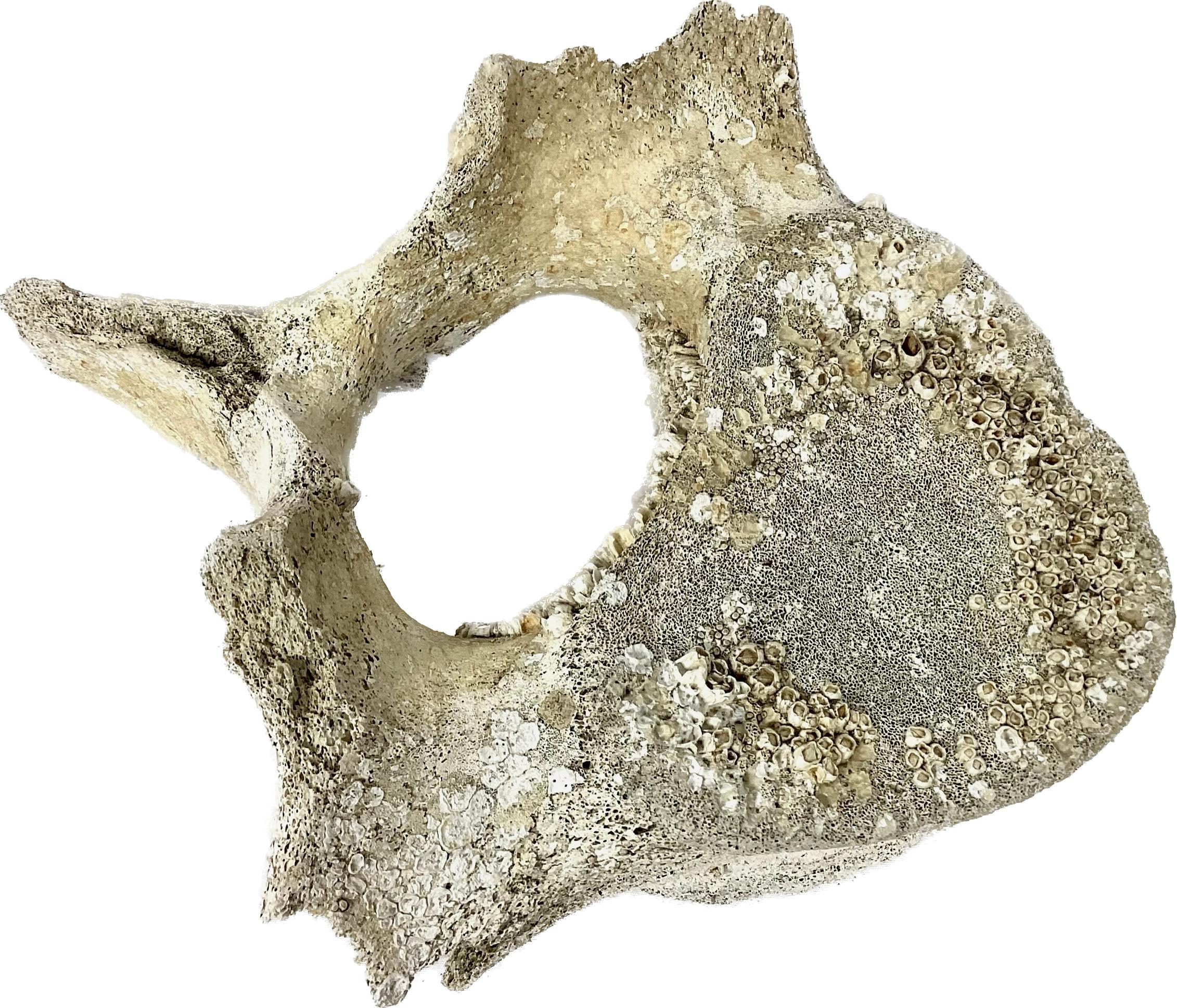 Os  Vertebrae de baleine fossilisé n° 15 en vente