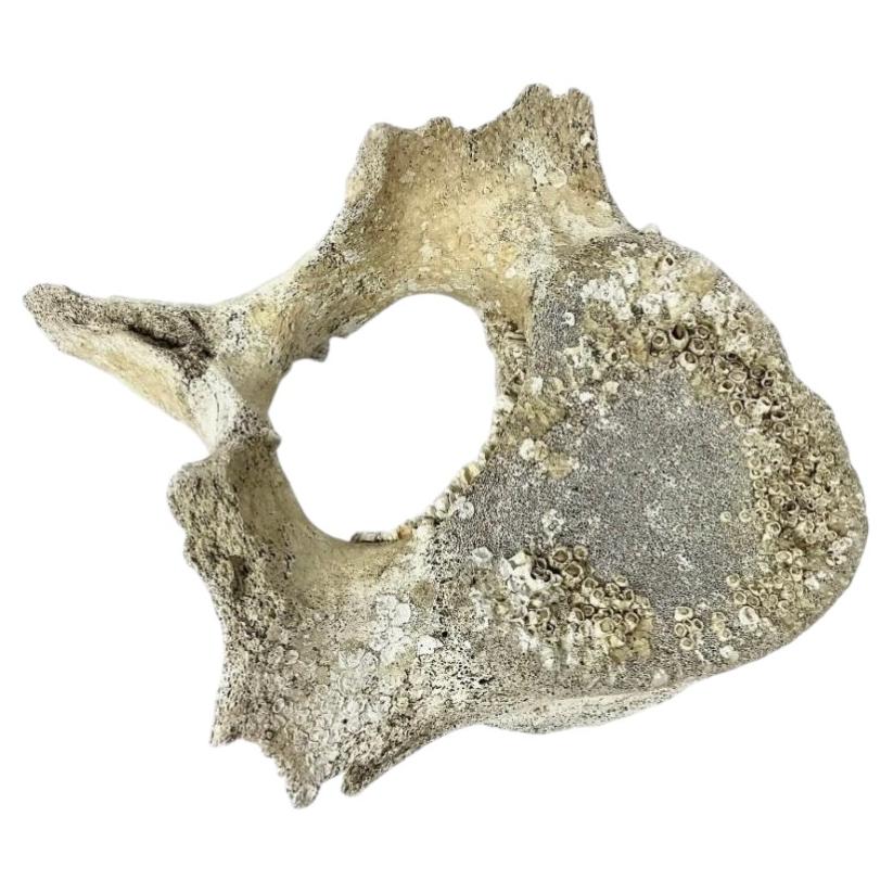 Fossilized Whale Vertebrae #15 For Sale