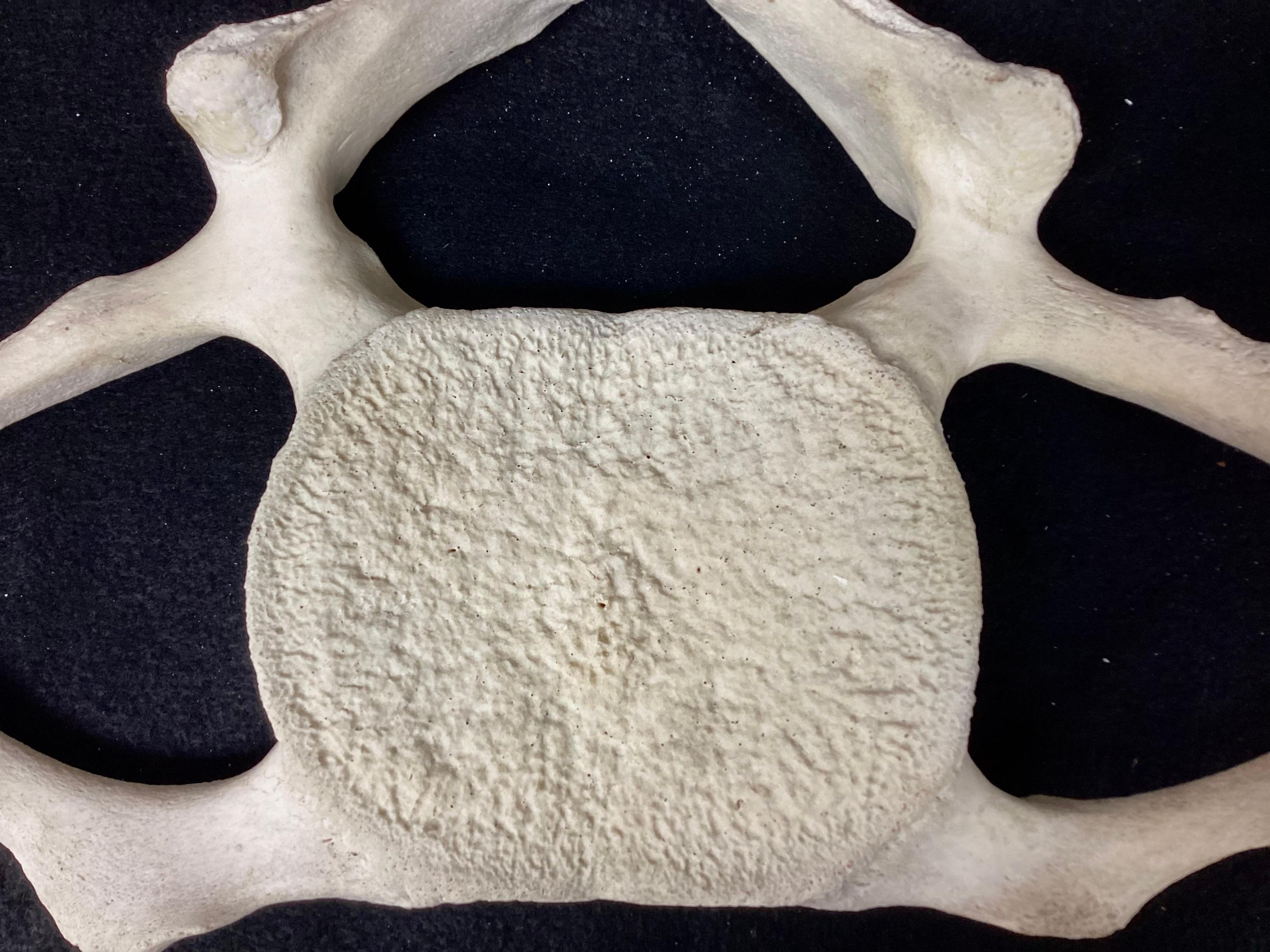 Fossilized Whale Vertebrae  For Sale 2