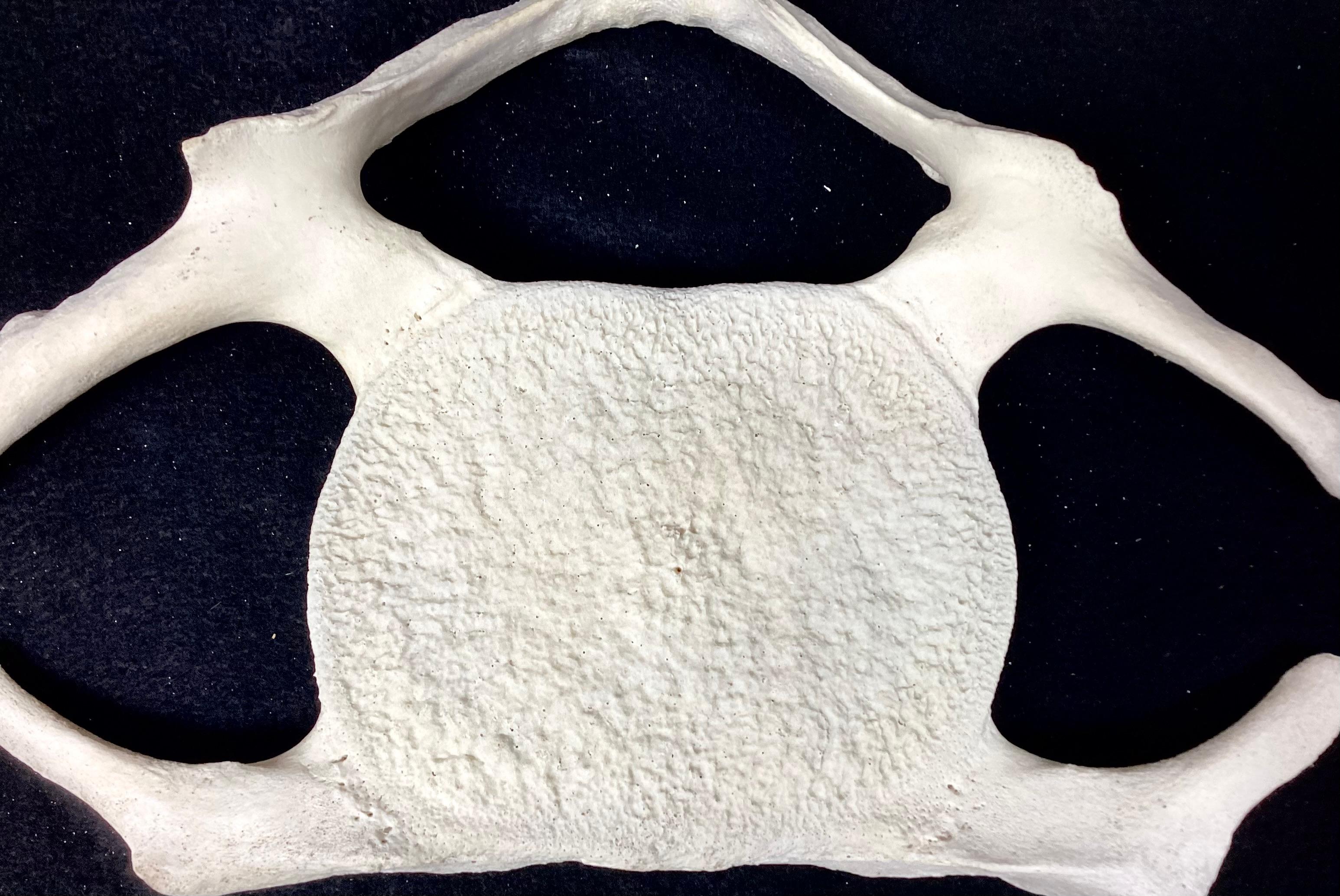 Fossilized Whale Vertebrae  For Sale 3