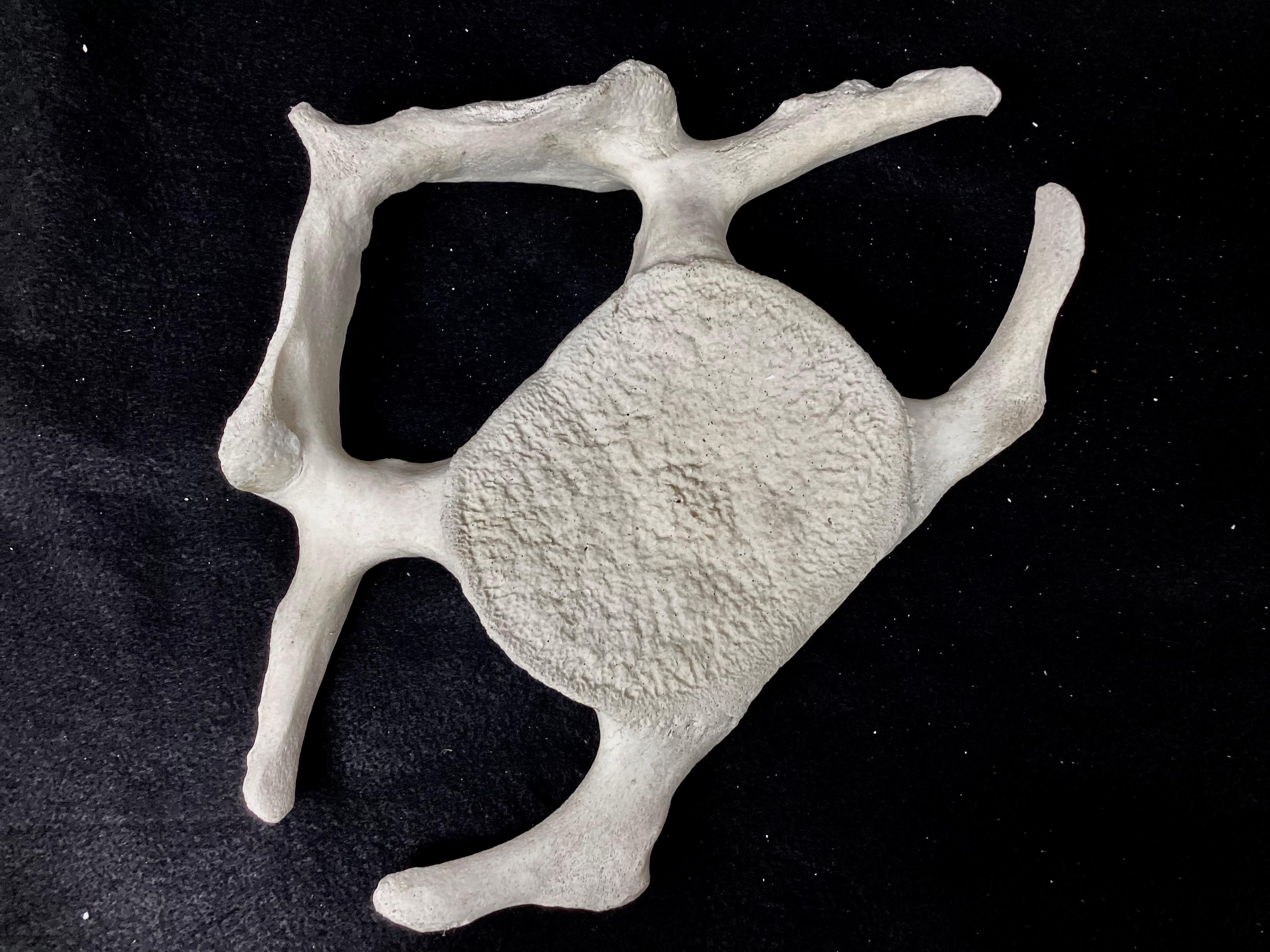 Fossilized Whale Vertebrae  For Sale 4