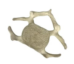 Fossilized Whale Vertebrae