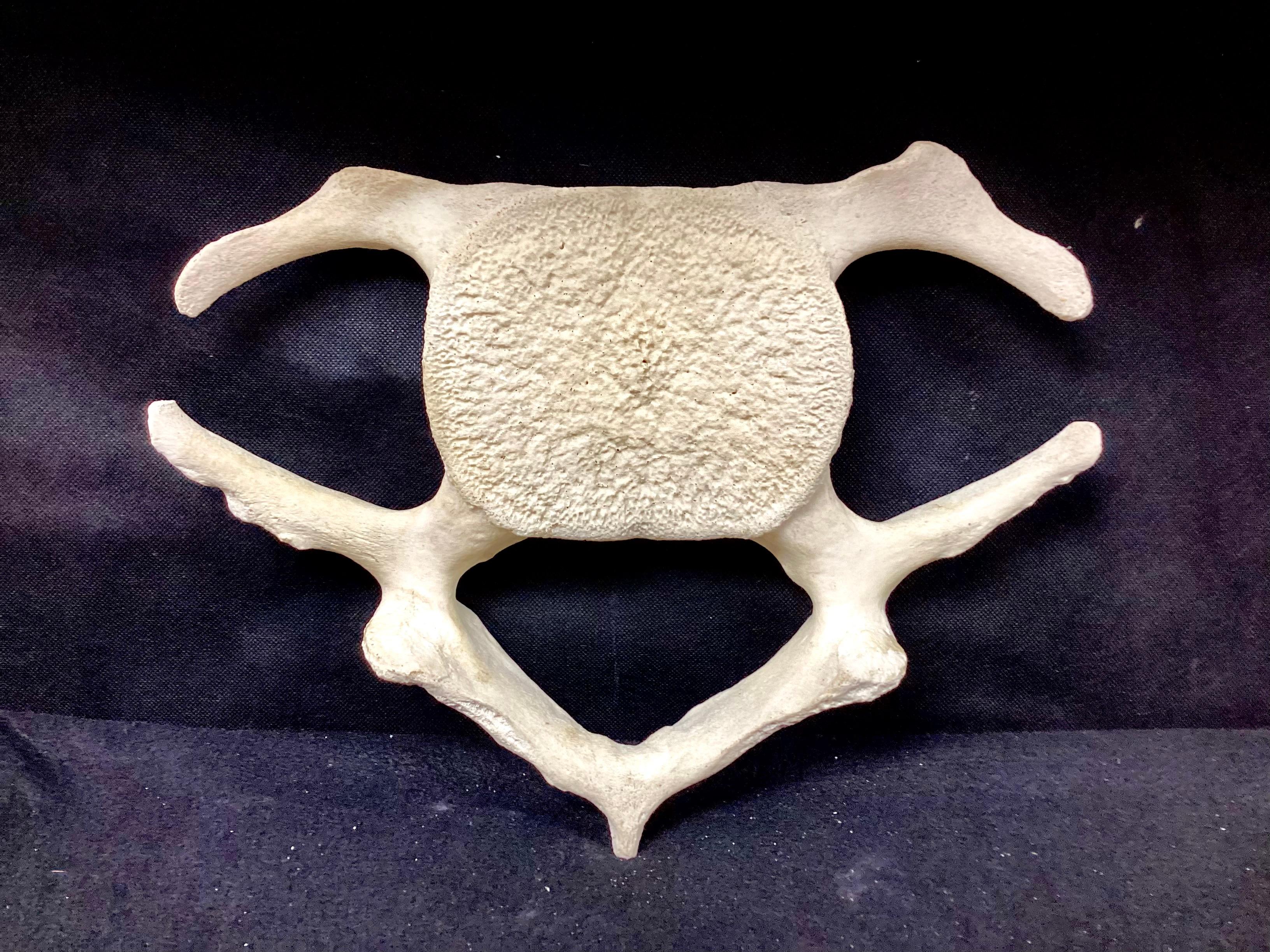 Fossilisierte Wal-Vertebrae  (Knochen) im Angebot