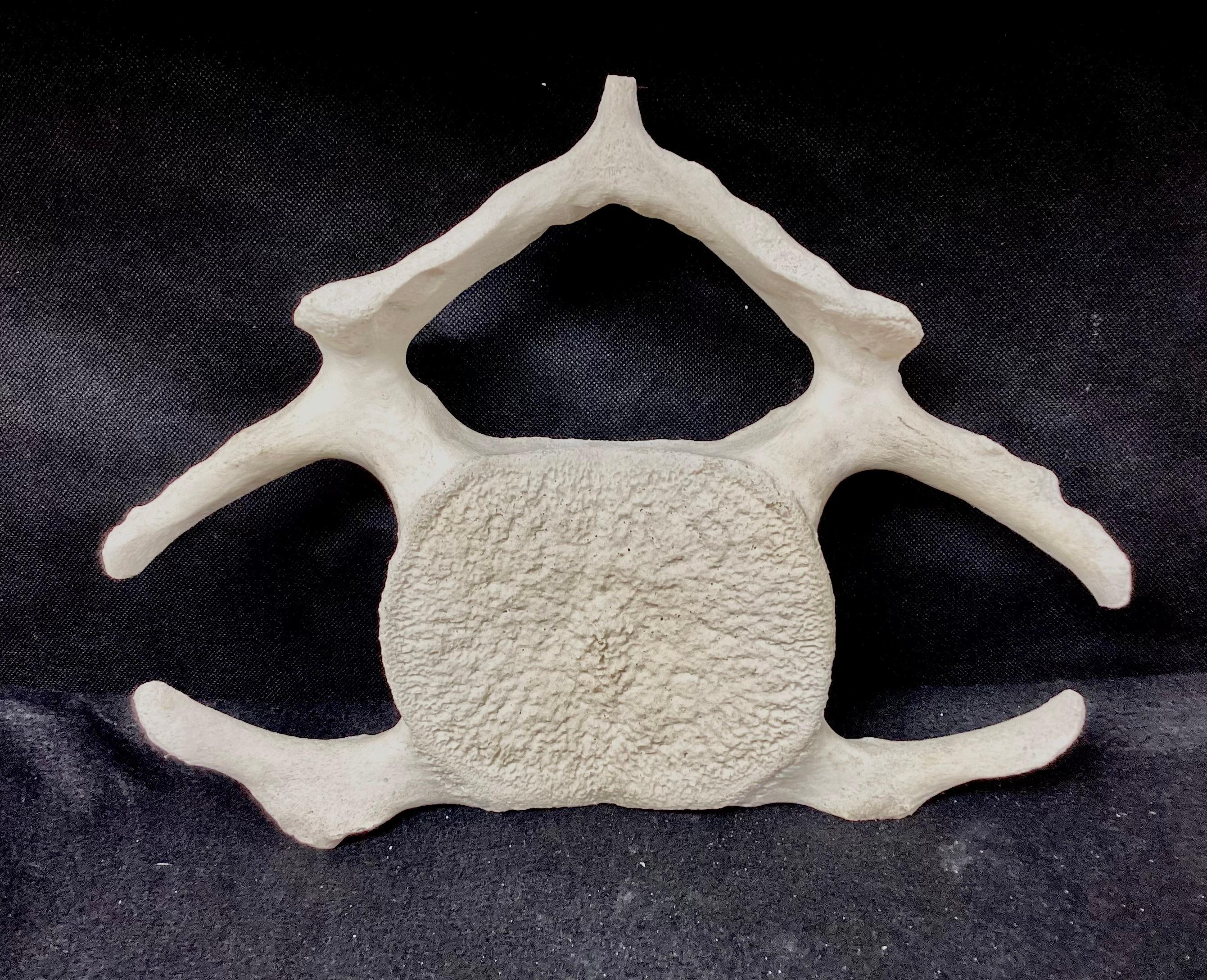 Bone Fossilized Whale Vertebrae  For Sale