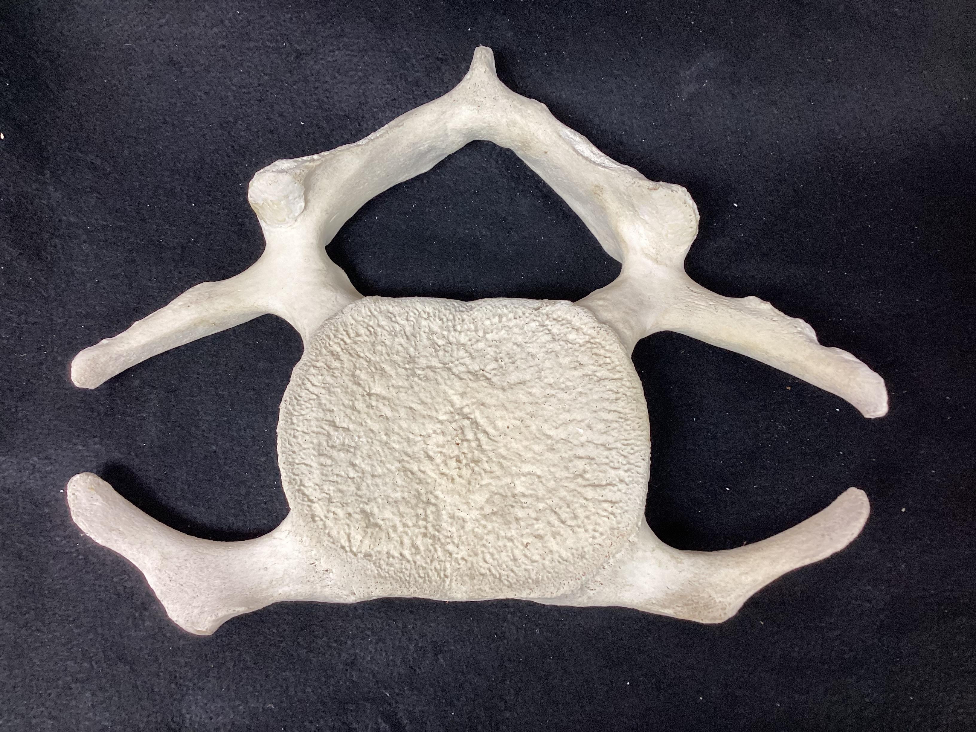 Fossilized Whale Vertebrae  For Sale 1