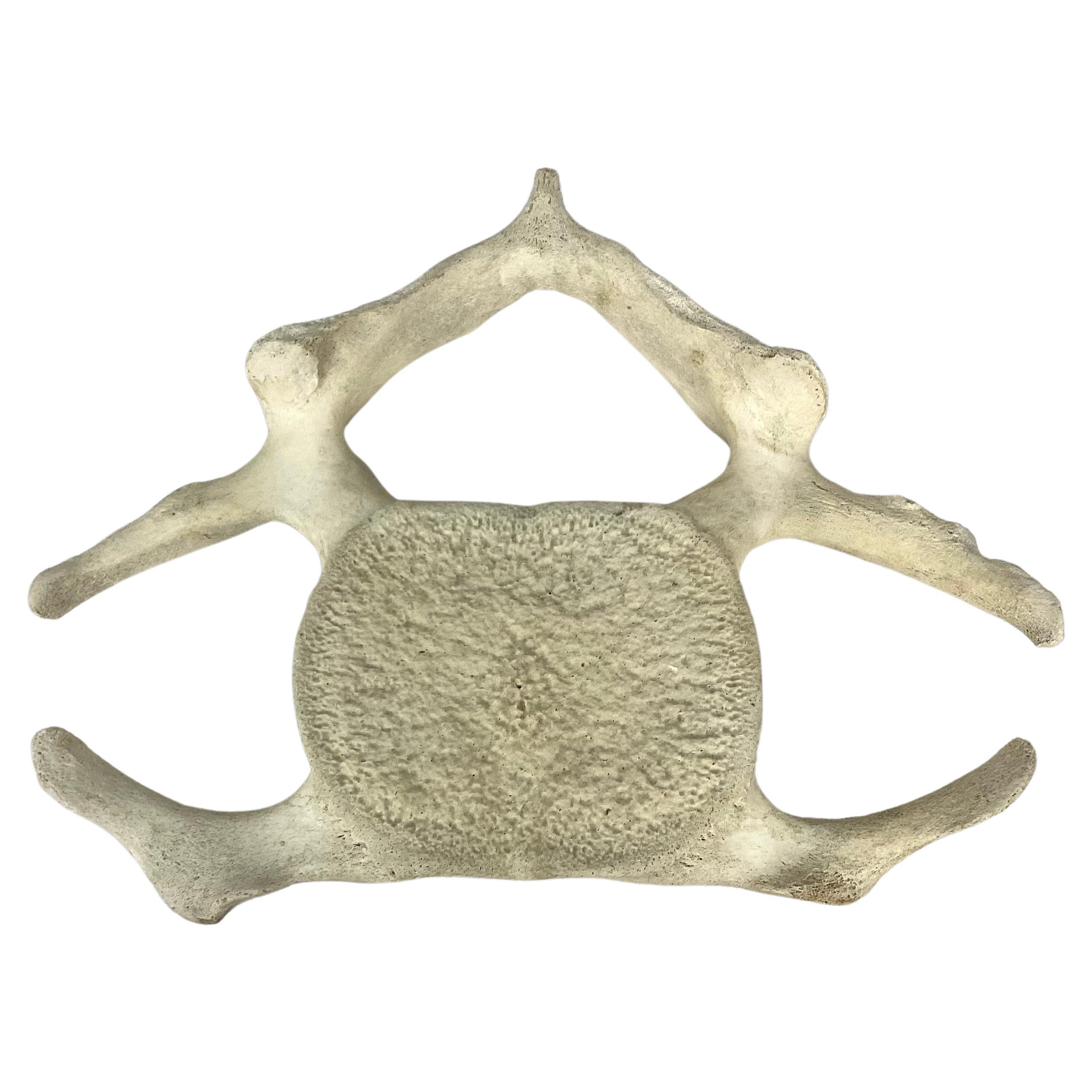 Vertebrae de baleine fossilisé 