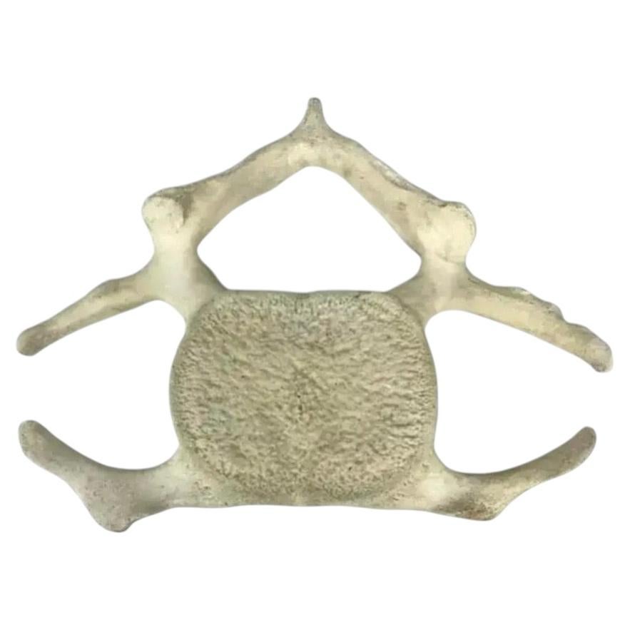 Fossilized Whale Vertebrae
