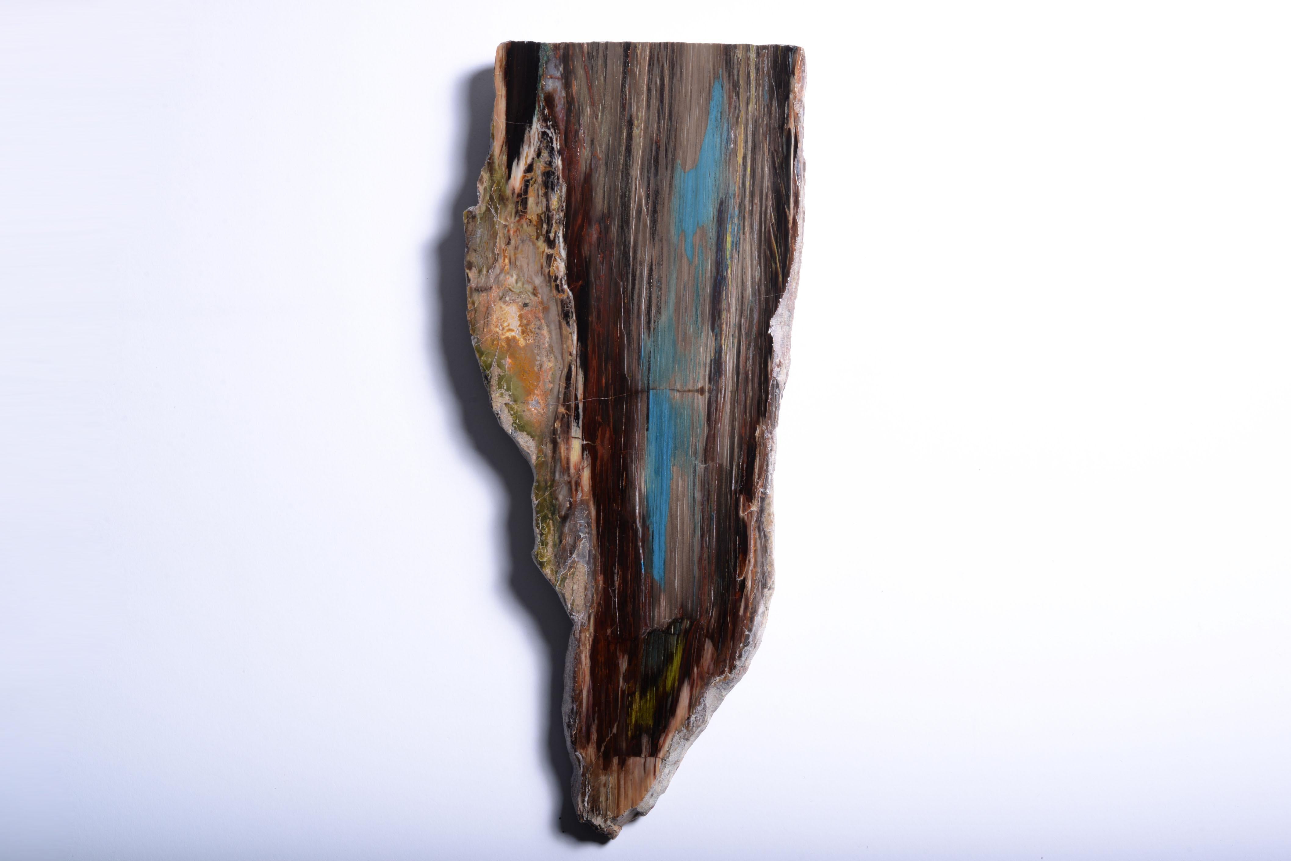 Fossilized Wood Cross-Section In Excellent Condition For Sale In London, GB