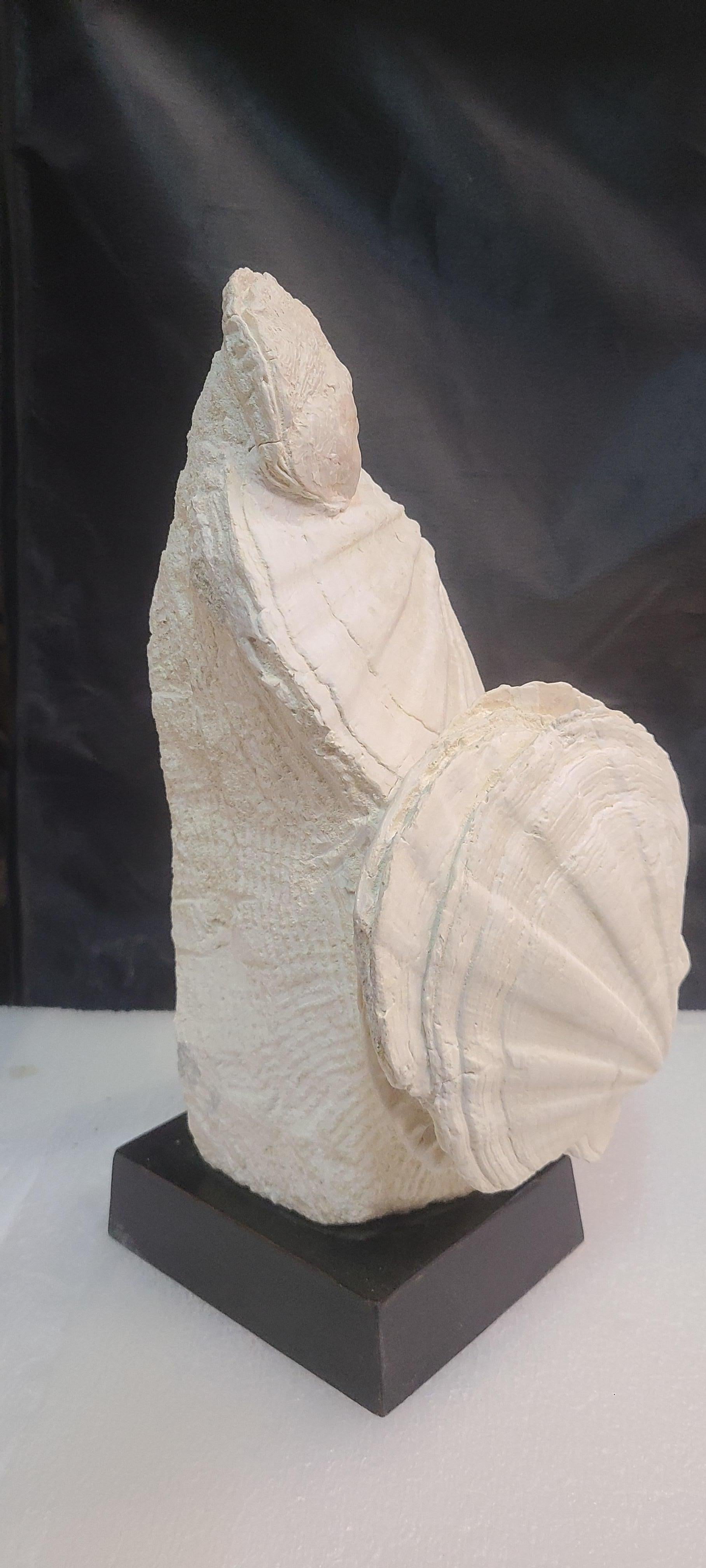 Fossils scallops and oyster (gigantic pecten restitutensis) on wooden stand For Sale 4